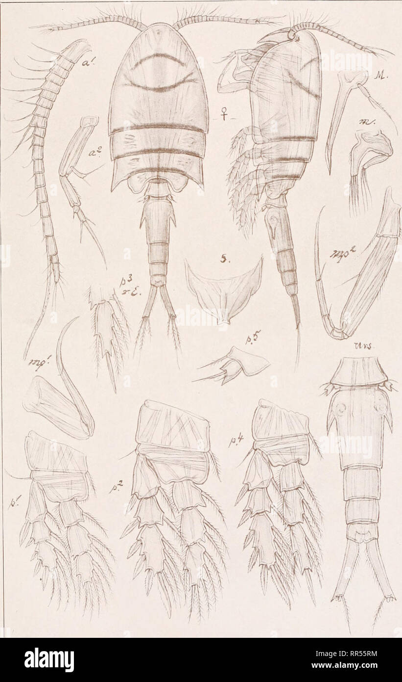 . An account of the Crustacea of Norway, with short descriptions and figures of all the species. Crustacea -- Norway. Ascornyzontidae Copepoda Cyclopoida PI. LXII. G. O Sars, del. Rhynchomyzon rubrovittatum, G. O. Sars. Please note that these images are extracted from scanned page images that may have been digitally enhanced for readability - coloration and appearance of these illustrations may not perfectly resemble the original work.. Sars, G. O. (Georg Ossian), 1837-1927. Christiania, Copenhagen, A. Cammermeyer Stock Photo