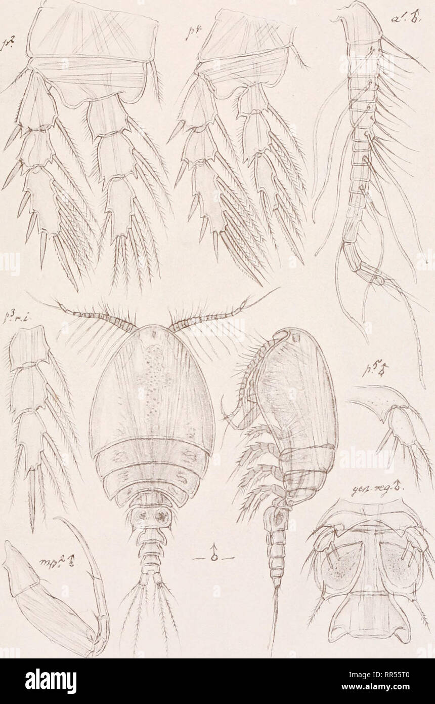 . An account of the Crustacea of Norway, with short descriptions and figures of all the species. Crustacea -- Norway. Ascomyzontidae Copepoda Cyclopoida PI. LX. G. O. Sars, del. Derrnatomyzon nigripes, (Brady) (continued). Please note that these images are extracted from scanned page images that may have been digitally enhanced for readability - coloration and appearance of these illustrations may not perfectly resemble the original work.. Sars, G. O. (Georg Ossian), 1837-1927. Christiania, Copenhagen, A. Cammermeyer Stock Photo