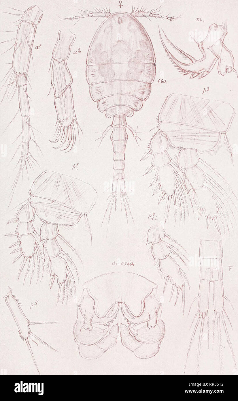 . An account of the Crustacea of Norway, with short descriptions and figures of all the species. Crustacea -- Norway. Lichomolgidae Copepoda Suppl. Volume PI. LXXIV. •' / -^ A • i7v I'.i. Please note that these images are extracted from scanned page images that may have been digitally enhanced for readability - coloration and appearance of these illustrations may not perfectly resemble the original work.. Sars, G. O. (Georg Ossian), 1837-1927. Christiania, Copenhagen, A. Cammermeyer Stock Photo