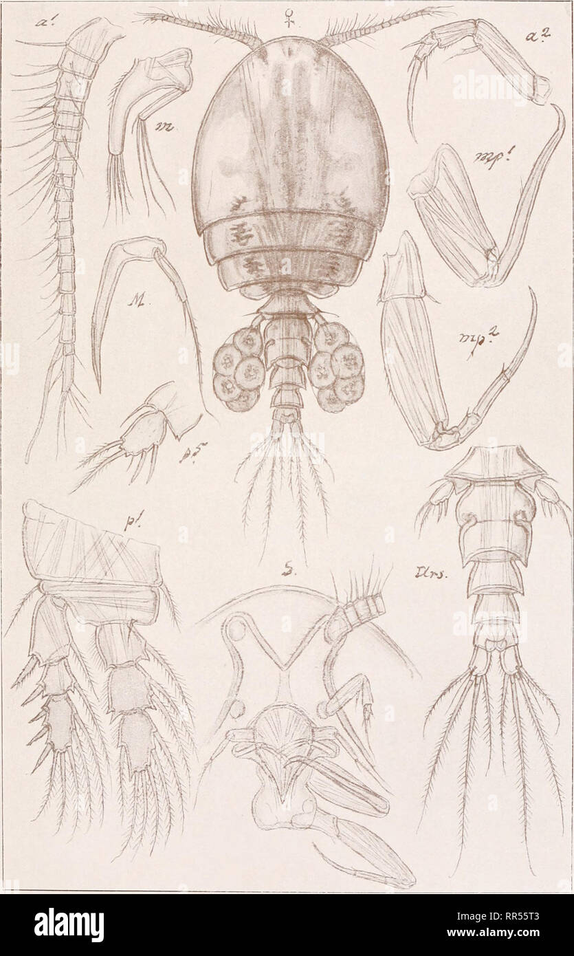 . An account of the Crustacea of Norway, with short descriptions and figures of all the species. Crustacea -- Norway. Ascomyzontidse Copepoda Cyclopoida Pi. LIX vv. G. O. Sars, del. Dermatomyzon nigripes, (Brady). Please note that these images are extracted from scanned page images that may have been digitally enhanced for readability - coloration and appearance of these illustrations may not perfectly resemble the original work.. Sars, G. O. (Georg Ossian), 1837-1927. Christiania, Copenhagen, A. Cammermeyer Stock Photo