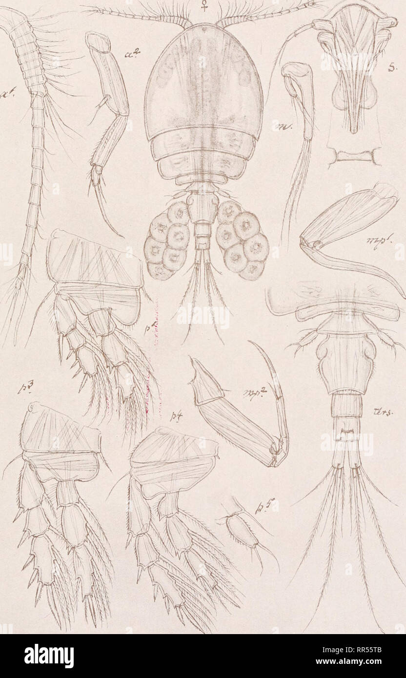 . An account of the Crustacea of Norway, with short descriptions and figures of all the species. Crustacea -- Norway. Ascomyzontidae Copepoda Cyclopoida PI. LVII •. G. O. Sars, del. Ascomyzon parvum, (Giesbrecht). Please note that these images are extracted from scanned page images that may have been digitally enhanced for readability - coloration and appearance of these illustrations may not perfectly resemble the original work.. Sars, G. O. (Georg Ossian), 1837-1927. Christiania, Copenhagen, A. Cammermeyer Stock Photo