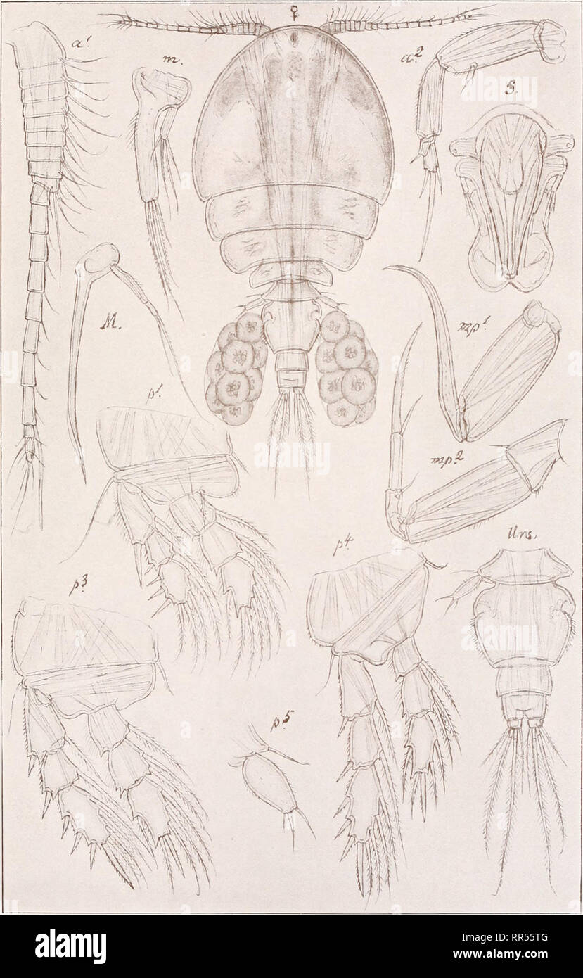 . An account of the Crustacea of Norway, with short descriptions and figures of all the species. Crustacea -- Norway. Ascomyzontidae Copepoda Cyclopoida PI. LV .—•—- //. G. O. Sars, del. Ascomyzon simulans, Scott. Please note that these images are extracted from scanned page images that may have been digitally enhanced for readability - coloration and appearance of these illustrations may not perfectly resemble the original work.. Sars, G. O. (Georg Ossian), 1837-1927. Christiania, Copenhagen, A. Cammermeyer Stock Photo