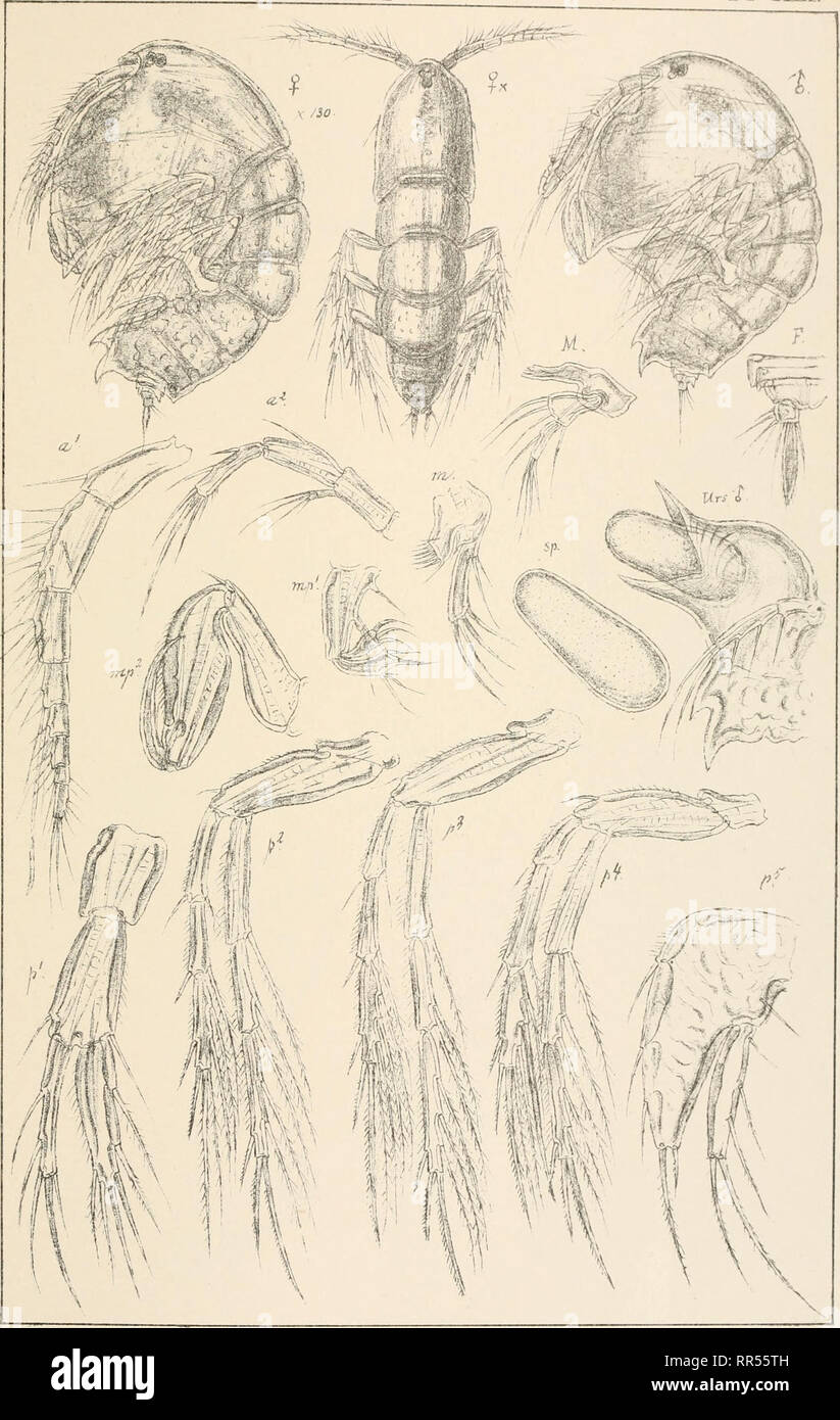 . An account of the Crustacea of Norway, with short descriptions and figures of all the species. Crustacea -- Norway. Tegastidae Copepoda Harpacticoida. PL XL! V-, /?,- .  M 11 Jri. ,, i ,/zy- a /I I. G 0. Sars autogr. Norsk Lithgr. Offlcin. Tegastes falcatus, Norman.. Please note that these images are extracted from scanned page images that may have been digitally enhanced for readability - coloration and appearance of these illustrations may not perfectly resemble the original work.. Sars, G. O. (Georg Ossian), 1837-1927. Christiania, Copenhagen, A. Cammermeyer Stock Photo