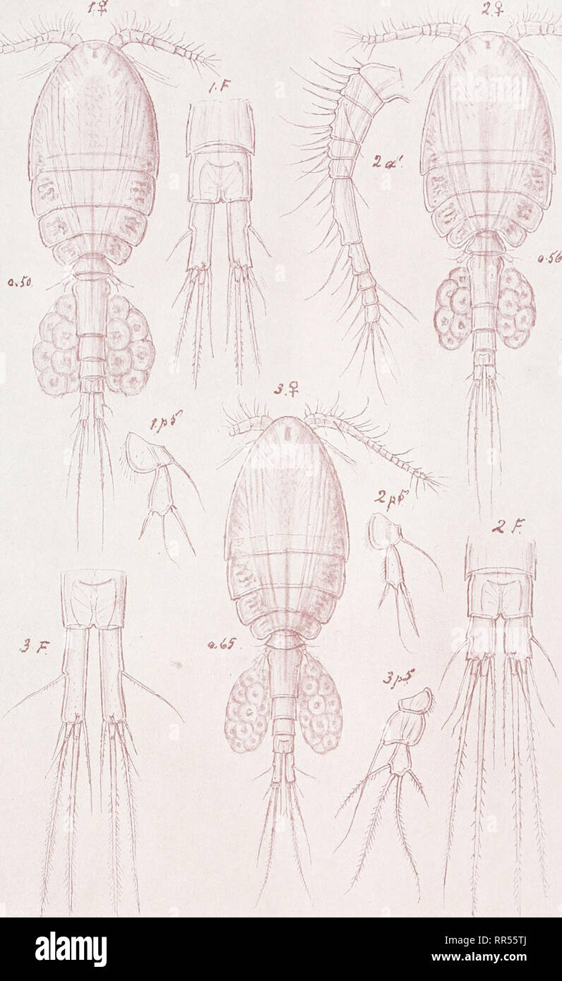 . An account of the Crustacea of Norway, with short descriptions and figures of all the species. Crustacea -- Norway. Cyclopinidas Copepoda Suppl. Volume PI. LXIX. G. O. Sars, del. 1. Cyclopina norvegica, Boeck. 2. brachystylis, G. O. Sars. 3. litoralis, Brady.. Please note that these images are extracted from scanned page images that may have been digitally enhanced for readability - coloration and appearance of these illustrations may not perfectly resemble the original work.. Sars, G. O. (Georg Ossian), 1837-1927. Christiania, Copenhagen, A. Cammermeyer Stock Photo