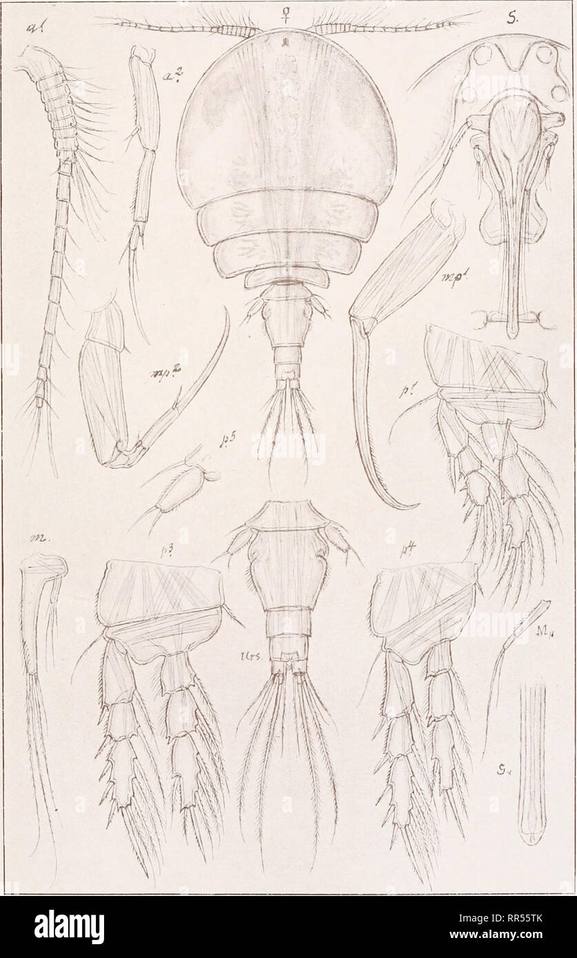 . An account of the Crustacea of Norway, with short descriptions and figures of all the species. Crustacea -- Norway. Ascomyzontidae Copepoda Cyclopoida PL LIV. G. O. Sars, del. Ascomyzon Boecki, (Brady). Please note that these images are extracted from scanned page images that may have been digitally enhanced for readability - coloration and appearance of these illustrations may not perfectly resemble the original work.. Sars, G. O. (Georg Ossian), 1837-1927. Christiania, Copenhagen, A. Cammermeyer Stock Photo