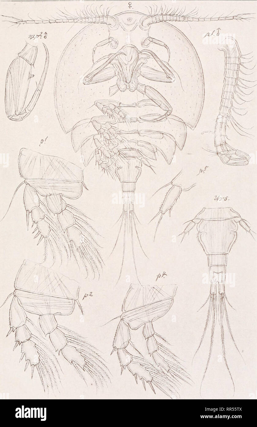 . An account of the Crustacea of Norway, with short descriptions and figures of all the species. Crustacea -- Norway. Ascomyzontidse Copepoda Cyclopoida PI. LII. G. O. Sars, del. Ascomyzon asterocheres, Boeck (continued). Please note that these images are extracted from scanned page images that may have been digitally enhanced for readability - coloration and appearance of these illustrations may not perfectly resemble the original work.. Sars, G. O. (Georg Ossian), 1837-1927. Christiania, Copenhagen, A. Cammermeyer Stock Photo