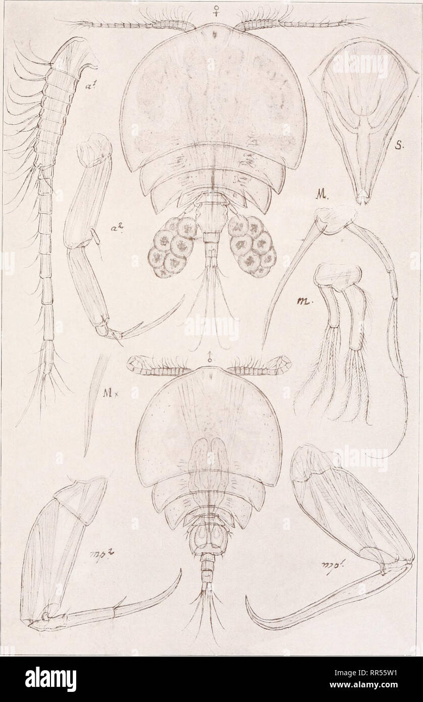 . An account of the Crustacea of Norway, with short descriptions and figures of all the species. Crustacea -- Norway. Ascomyzontidae Copepoda Cyclopoida Pi. LI LI. G. O. Sars, del. Ascomyzon asterocheres, Boeck. Please note that these images are extracted from scanned page images that may have been digitally enhanced for readability - coloration and appearance of these illustrations may not perfectly resemble the original work.. Sars, G. O. (Georg Ossian), 1837-1927. Christiania, Copenhagen, A. Cammermeyer Stock Photo