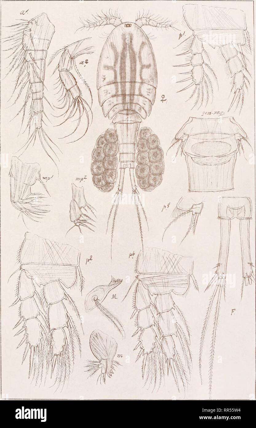 . An account of the Crustacea of Norway, with short descriptions and figures of all the species. Crustacea -- Norway. Cyclopidae Copepoda Cyclopoida Pi. L. G. O. Sars, del. Platycyclops fimbriatus, (Fischer). Please note that these images are extracted from scanned page images that may have been digitally enhanced for readability - coloration and appearance of these illustrations may not perfectly resemble the original work.. Sars, G. O. (Georg Ossian), 1837-1927. Christiania, Copenhagen, A. Cammermeyer Stock Photo