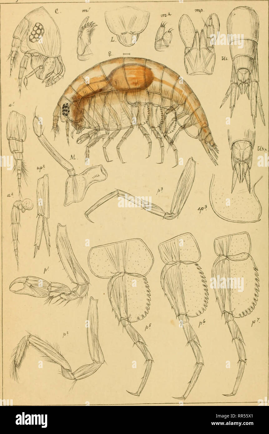 . An account of the Crustacea of Norway, with short descriptions and figures of all the species. Crustacea. Lysianassidae AMPHIPODA Suppl.Pl.V.. GOSars auto^r. Podopnonella norvegica,n gen.&amp;sp.. Please note that these images are extracted from scanned page images that may have been digitally enhanced for readability - coloration and appearance of these illustrations may not perfectly resemble the original work.. Sars, G. O. (Georg Ossian), 1837-1927. Christiania, Copenhagen, A. Cammermeyer Stock Photo