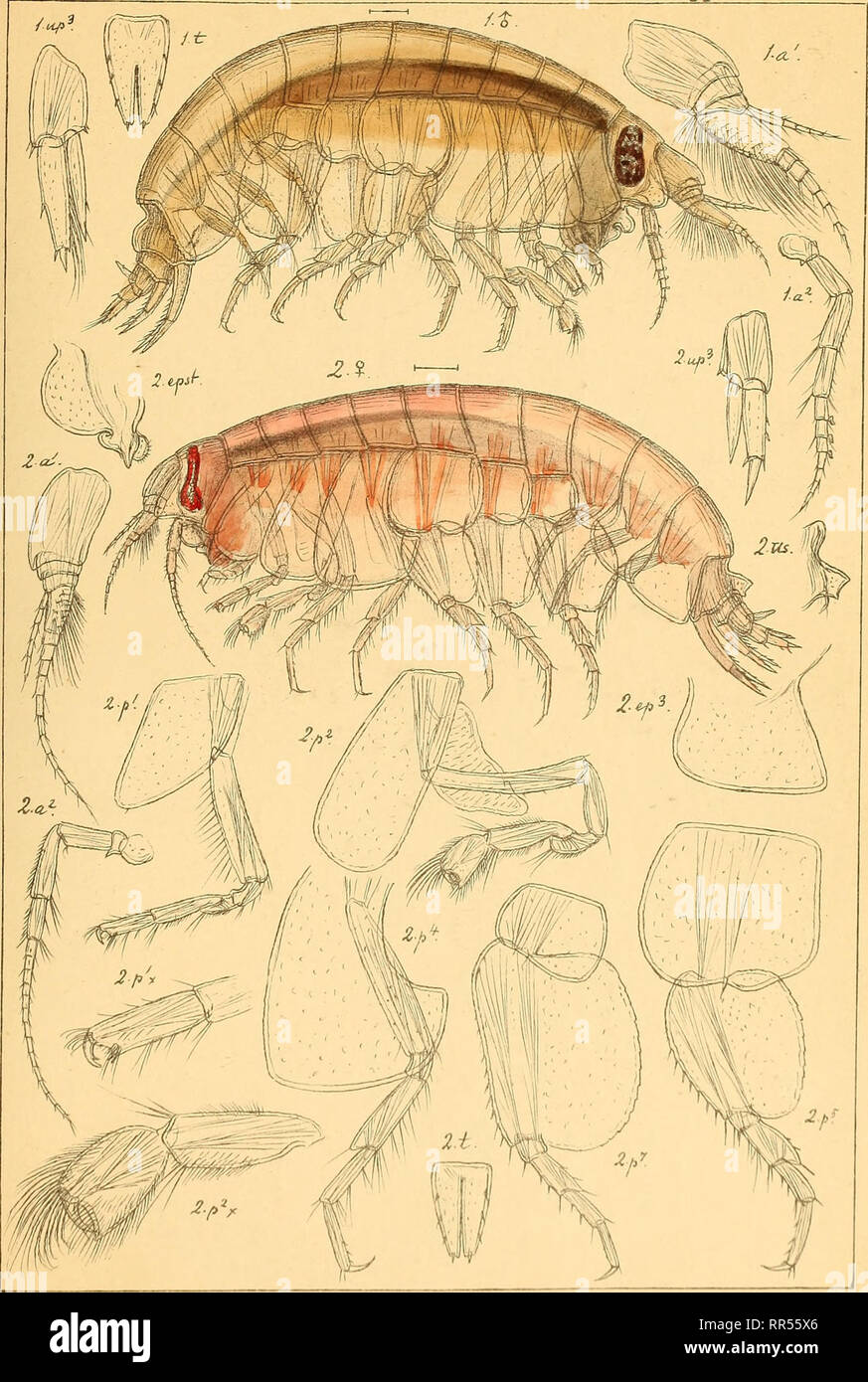 . An account of the Crustacea of Norway, with short descriptions and figures of all the species. Crustacea. Lysianassidge AMPHIPODA Suppl. ?LF.. GO.Sars auto^r. I.Orchomene serra+us, Boeck..6 2.Tryphosa compressR, G.O Sars.. Please note that these images are extracted from scanned page images that may have been digitally enhanced for readability - coloration and appearance of these illustrations may not perfectly resemble the original work.. Sars, G. O. (Georg Ossian), 1837-1927. Christiania, Copenhagen, A. Cammermeyer Stock Photo