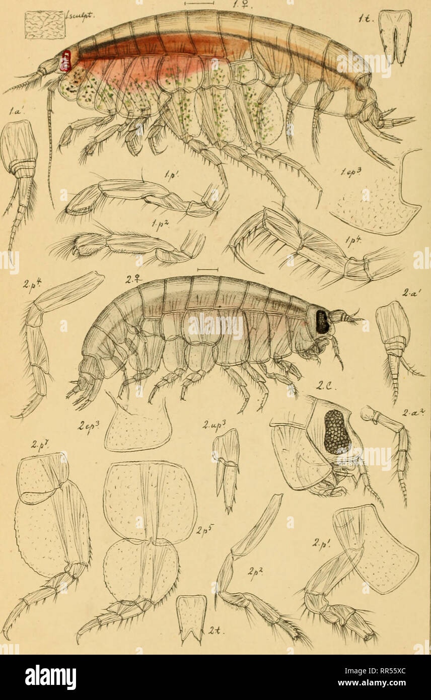 . An account of the Crustacea of Norway, with short descriptions and figures of all the species. Crustacea. Lysianassidae. AMPHIPODA S]ppl PI ffl. G.OSars auto^r | H.ppomedon robus+us, n .sp. 2. Orchomene Hanseni, Meinert. Please note that these images are extracted from scanned page images that may have been digitally enhanced for readability - coloration and appearance of these illustrations may not perfectly resemble the original work.. Sars, G. O. (Georg Ossian), 1837-1927. Christiania, Copenhagen, A. Cammermeyer Stock Photo