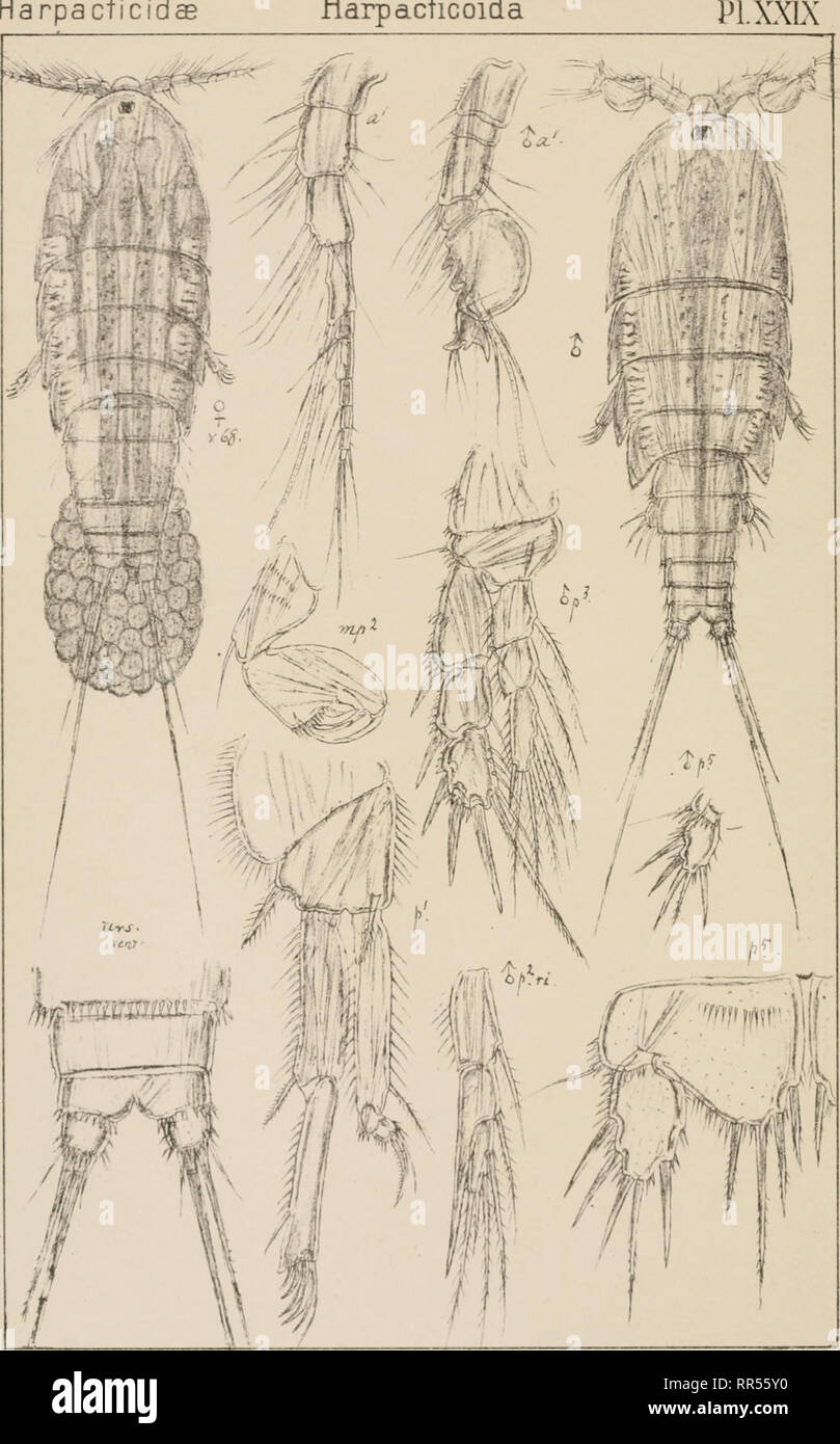 . An account of the Crustacea of Norway, with short descriptions and figures of all the species. Crustacea -- Norway. Harpacticidae Copepoda Harpacticoida PL . i * /. GO Sars autogr. KorsklilhOfficm Kr? Harpacticus uniremis,Krdyer.. Please note that these images are extracted from scanned page images that may have been digitally enhanced for readability - coloration and appearance of these illustrations may not perfectly resemble the original work.. Sars, G. O. (Georg Ossian), 1837-1927. Christiania, Copenhagen, A. Cammermeyer Stock Photo