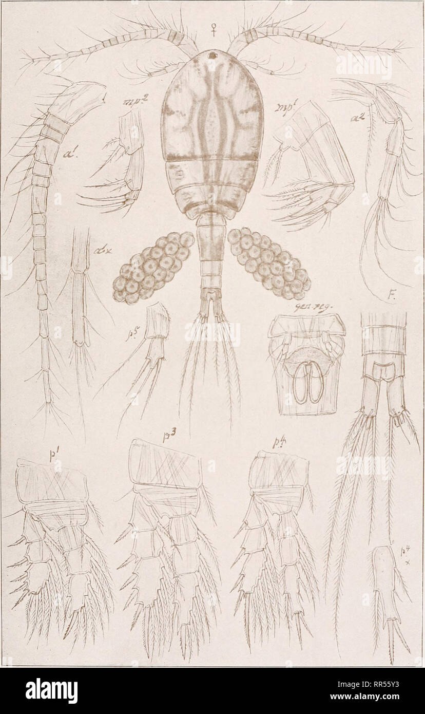 . An account of the Crustacea of Norway, with short descriptions and figures of all the species. Crustacea -- Norway. Cyclopidse. Copepoda Cyclopoida Pi. XLII. m  nii '. G. O. Sars, del. Pachycyclops annulicornis, (Koch).. Please note that these images are extracted from scanned page images that may have been digitally enhanced for readability - coloration and appearance of these illustrations may not perfectly resemble the original work.. Sars, G. O. (Georg Ossian), 1837-1927. Christiania, Copenhagen, A. Cammermeyer Stock Photo