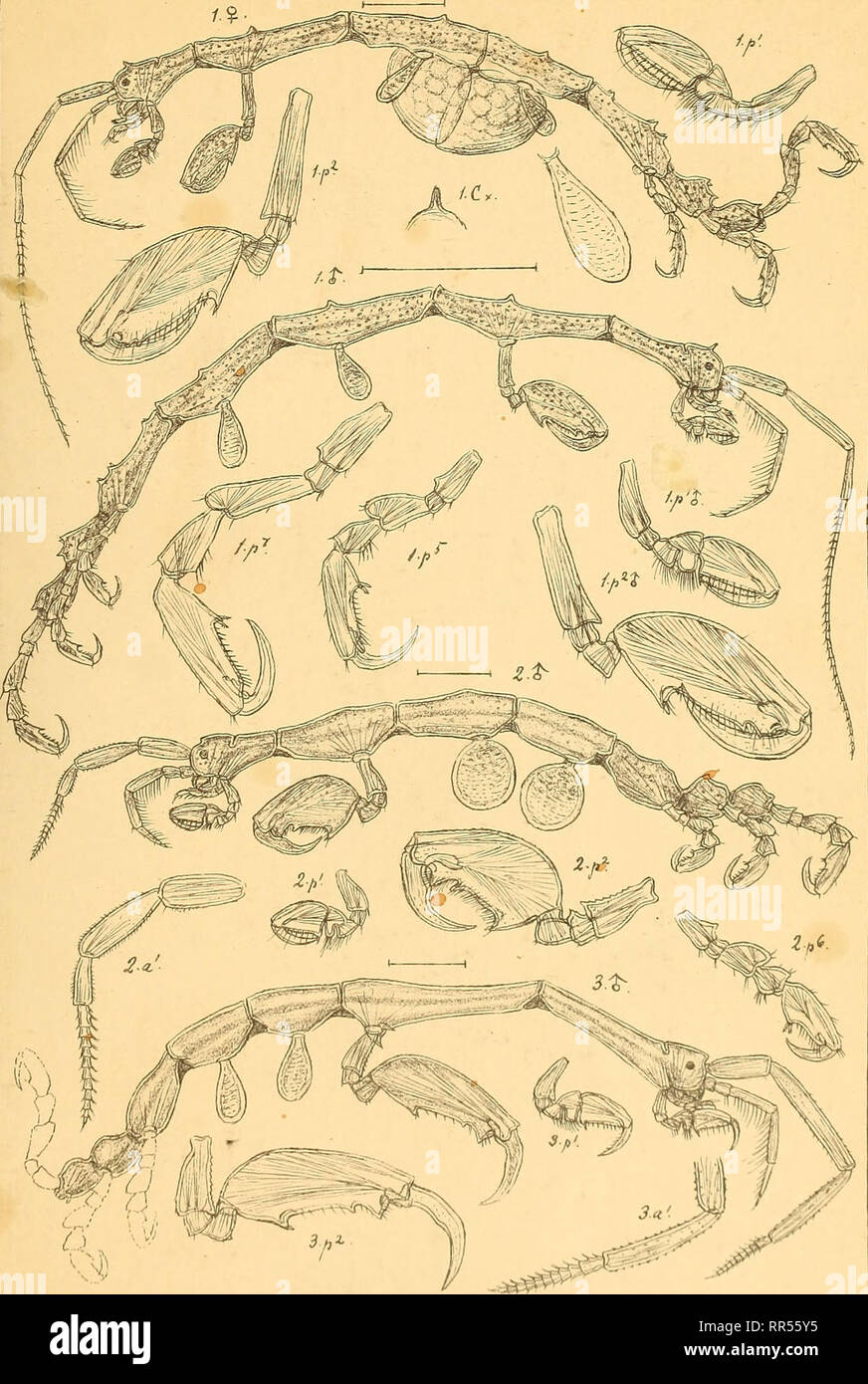 . An account of the Crustacea of Norway, with short descriptions and figures of all the species. Crustacea. Caprellidae. AMPHIPODA PI. 238. GO,Sars auto^r. I.Caprella monocera^ n.sp 2.Caprella Loveni, BoecU . 3Caprella aec^vilibra^Say. « liiiL. Please note that these images are extracted from scanned page images that may have been digitally enhanced for readability - coloration and appearance of these illustrations may not perfectly resemble the original work.. Sars, G. O. (Georg Ossian), 1837-1927. Christiania, Copenhagen, A. Cammermeyer Stock Photo