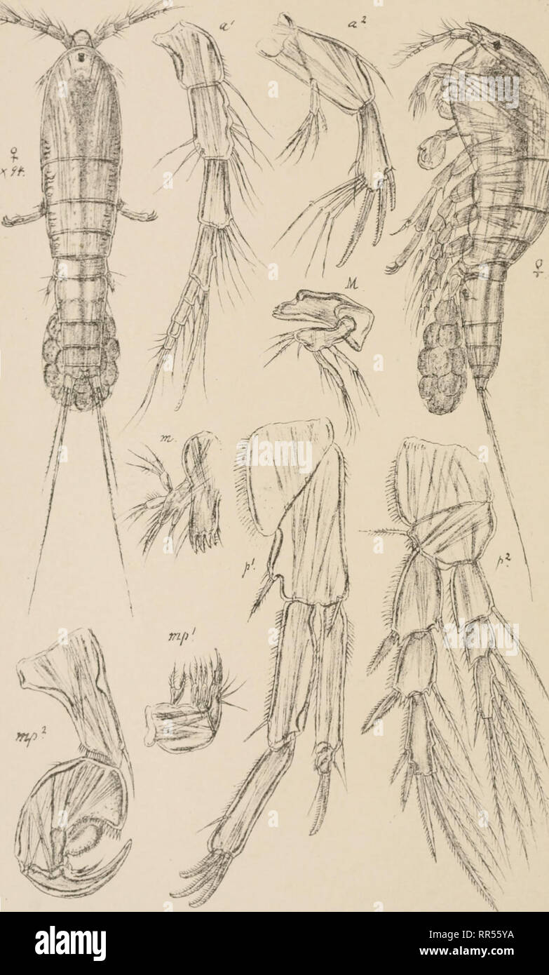 . An account of the Crustacea of Norway, with short descriptions and figures of all the species. Crustacea -- Norway. HarpacTicidae Copepoda Harpacticoida PI. XXVII ' *:. C.O Sars autogr. Norsk li:h Official Kr« Harpacticus chelifer, (Muller).. Please note that these images are extracted from scanned page images that may have been digitally enhanced for readability - coloration and appearance of these illustrations may not perfectly resemble the original work.. Sars, G. O. (Georg Ossian), 1837-1927. Christiania, Copenhagen, A. Cammermeyer Stock Photo