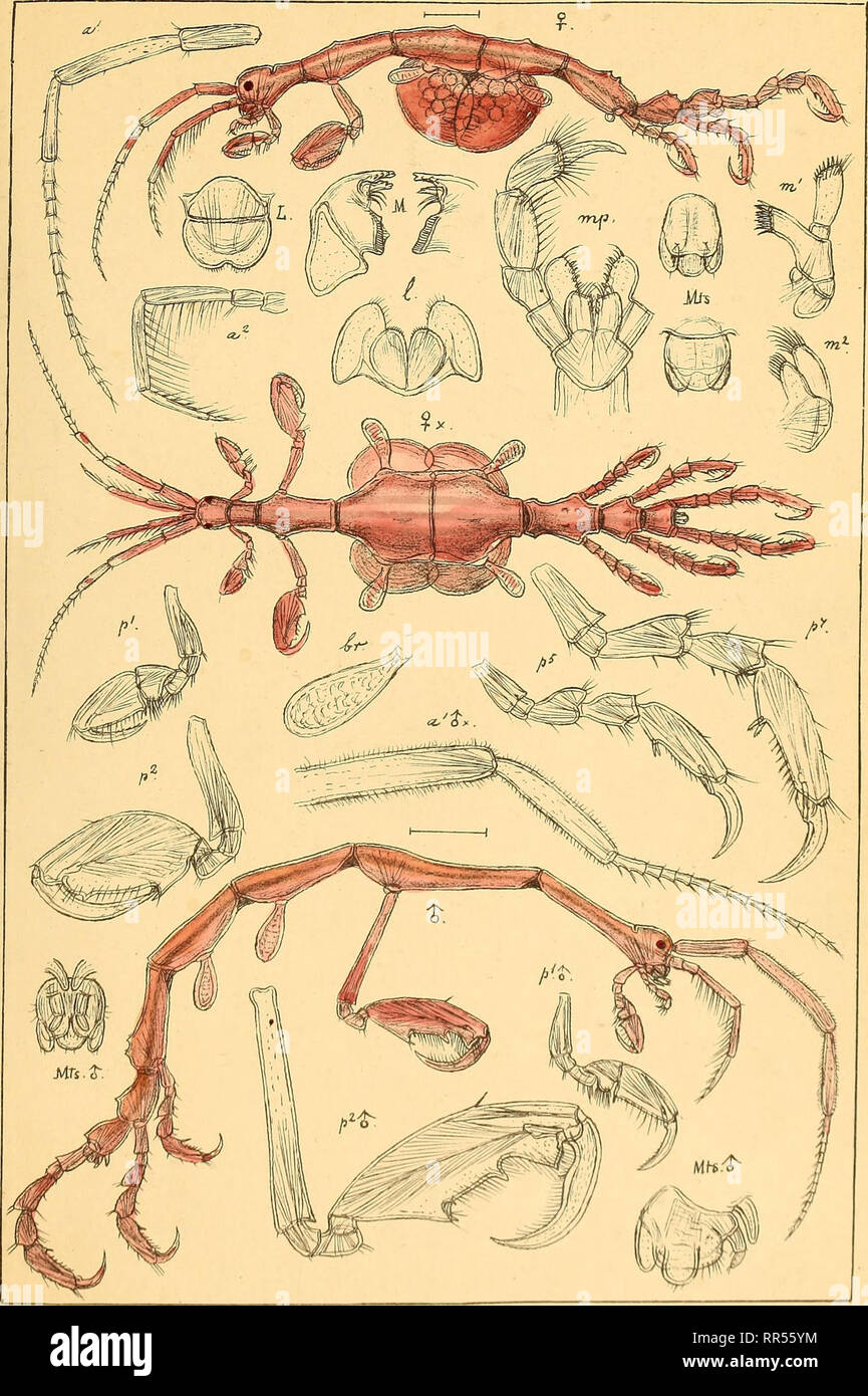 . An account of the Crustacea of Norway, with short descriptions and figures of all the species. Crustacea. Caprellidss AMPHiPODA PI. 236.. ^ Laprella linearis, ur.). Please note that these images are extracted from scanned page images that may have been digitally enhanced for readability - coloration and appearance of these illustrations may not perfectly resemble the original work.. Sars, G. O. (Georg Ossian), 1837-1927. Christiania, Copenhagen, A. Cammermeyer Stock Photo