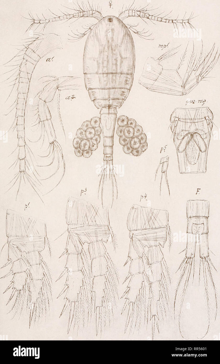 . An account of the Crustacea of Norway, with short descriptions and figures of all the species. Crustacea -- Norway. Cyclopidse. Copepoda Cyclopoida. PI. XXXVIII.  ' - IS . G. O. Sars, del. Mesocyclops Dybowskyi, (Lande).. Please note that these images are extracted from scanned page images that may have been digitally enhanced for readability - coloration and appearance of these illustrations may not perfectly resemble the original work.. Sars, G. O. (Georg Ossian), 1837-1927. Christiania, Copenhagen, A. Cammermeyer Stock Photo