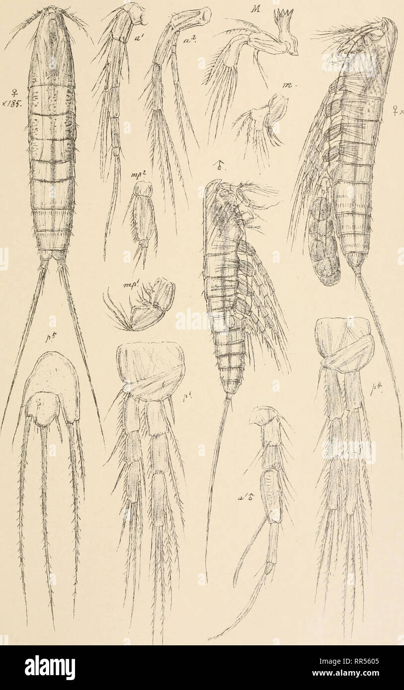 . An account of the Crustacea of Norway, with short descriptions and figures of all the species. Crustacea -- Norway. Ectinosomidae Copepoda Harpacticoida Pixav. G° SaTS aut03IV Microsetella atlantica; Brady Trykt i den private Opmaaling.Chra. Please note that these images are extracted from scanned page images that may have been digitally enhanced for readability - coloration and appearance of these illustrations may not perfectly resemble the original work.. Sars, G. O. (Georg Ossian), 1837-1927. Christiania, Copenhagen, A. Cammermeyer Stock Photo