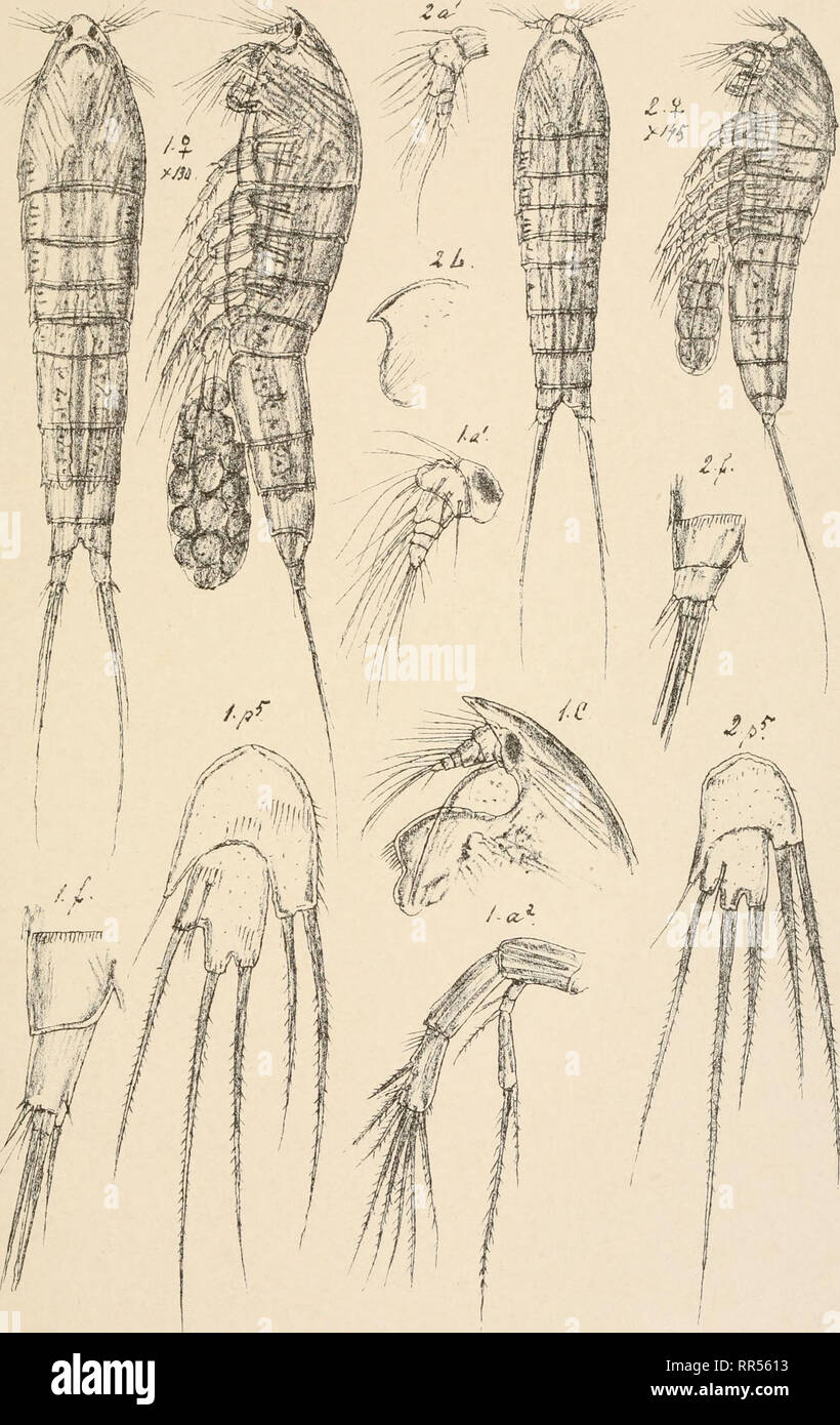 . An account of the Crustacea of Norway, with short descriptions and figures of all the species. Crustacea -- Norway. Ectinosomidae Copepoda Harpacticoida P1XX. curficorne, Boeck Tryk&quot;denpnVlrte0pmaalm9'Chra gothiceps, Giesbrecht. Please note that these images are extracted from scanned page images that may have been digitally enhanced for readability - coloration and appearance of these illustrations may not perfectly resemble the original work.. Sars, G. O. (Georg Ossian), 1837-1927. Christiania, Copenhagen, A. Cammermeyer Stock Photo