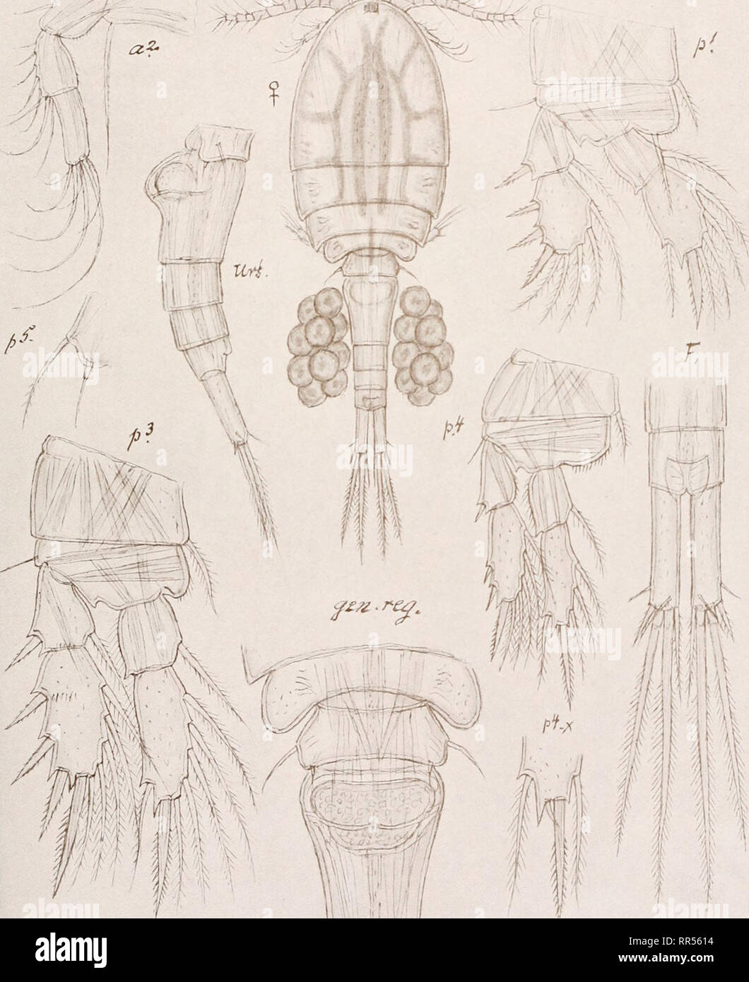 . An account of the Crustacea of Norway, with short descriptions and figures of all the species. Crustacea -- Norway. Cyclopidae. Copepoda Cyclopoida. PI. XXXIV.. G. O. Sars, del. Cyclops bicolor, G. O. Sars.. Please note that these images are extracted from scanned page images that may have been digitally enhanced for readability - coloration and appearance of these illustrations may not perfectly resemble the original work.. Sars, G. O. (Georg Ossian), 1837-1927. Christiania, Copenhagen, A. Cammermeyer Stock Photo
