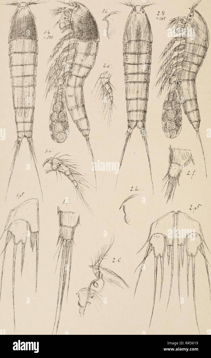 . An account of the Crustacea of Norway, with short descriptions and figures of all the species. Crustacea -- Norway. Copepoda Ectinosomidae Harpacticoida PLXK : m. s.o. S.TS 1 Ectinosoma melamceps, Boeck Normani, Scott.. Please note that these images are extracted from scanned page images that may have been digitally enhanced for readability - coloration and appearance of these illustrations may not perfectly resemble the original work.. Sars, G. O. (Georg Ossian), 1837-1927. Christiania, Copenhagen, A. Cammermeyer Stock Photo