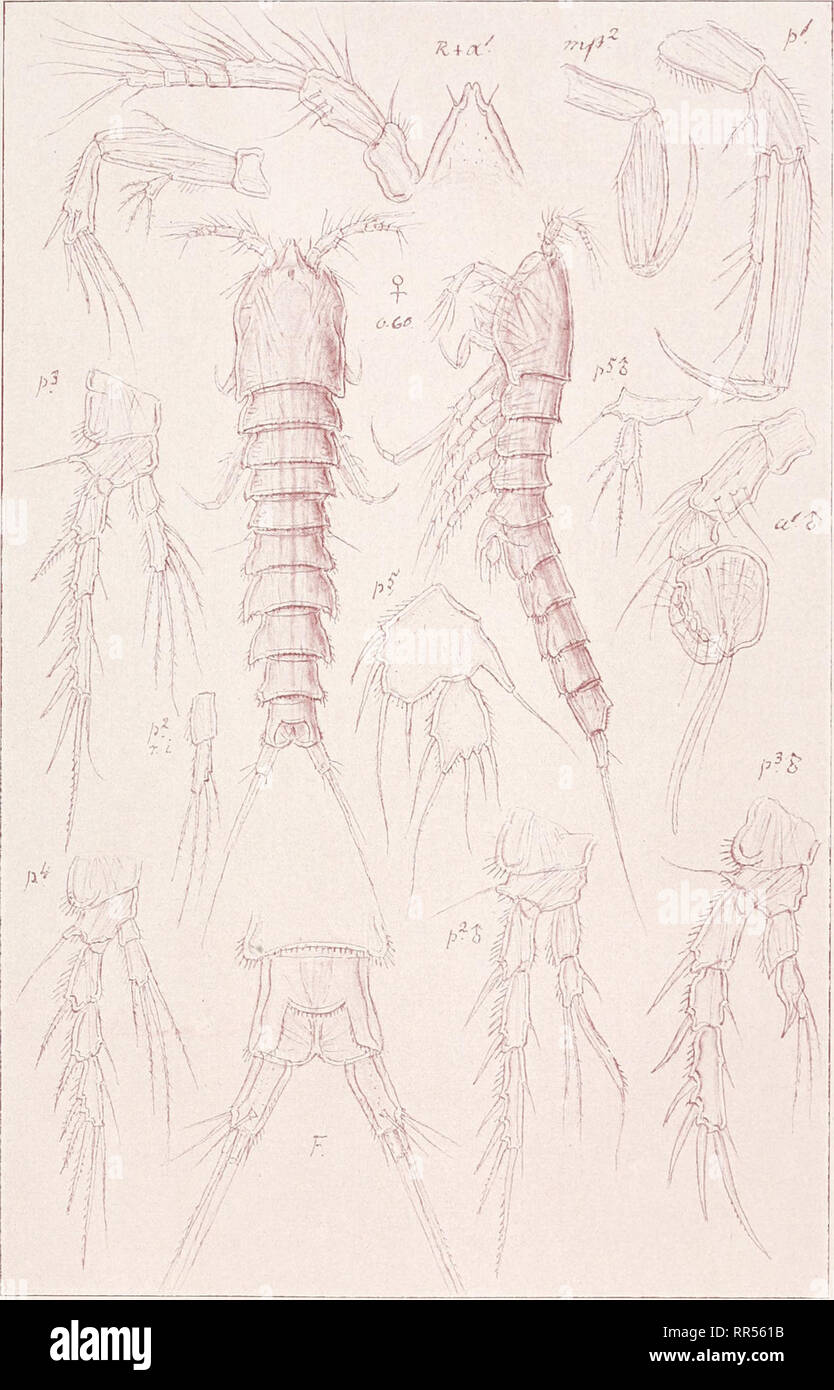 . An account of the Crustacea of Norway, with short descriptions and figures of all the species. Crustacea -- Norway. Laophontidas Copepoda Suppl. Volume PI. XLVII ; • f y'l . /. 6. O. Sars, del. Laophonte tenera, 6. 0. Sars. Please note that these images are extracted from scanned page images that may have been digitally enhanced for readability - coloration and appearance of these illustrations may not perfectly resemble the original work.. Sars, G. O. (Georg Ossian), 1837-1927. Christiania, Copenhagen, A. Cammermeyer Stock Photo