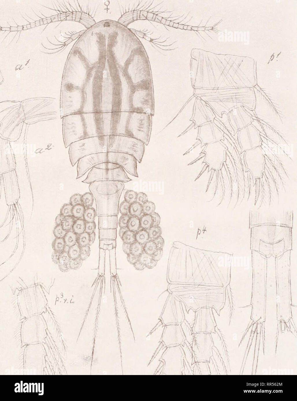 . An account of the Crustacea of Norway, with short descriptions and figures of all the species. Crustacea -- Norway. Cyclopidse. Copepoda Cyclopoida. PL XXVI. •. i G. O. Sars, del. Cyclops robustus, G. O. Sars.. Please note that these images are extracted from scanned page images that may have been digitally enhanced for readability - coloration and appearance of these illustrations may not perfectly resemble the original work.. Sars, G. O. (Georg Ossian), 1837-1927. Christiania, Copenhagen, A. Cammermeyer Stock Photo