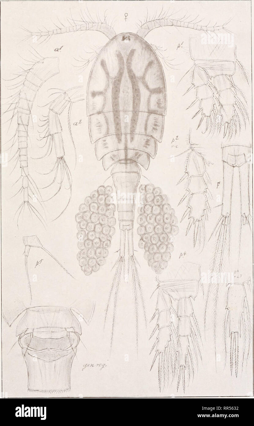 . An account of the Crustacea of Norway, with short descriptions and figures of all the species. Crustacea -- Norway. Cyclopidae. Copepoda Cyclopoida. Pi. XXIII.. G. O. Sars, del. Cyclops gigas, Claus.. Please note that these images are extracted from scanned page images that may have been digitally enhanced for readability - coloration and appearance of these illustrations may not perfectly resemble the original work.. Sars, G. O. (Georg Ossian), 1837-1927. Christiania, Copenhagen, A. Cammermeyer Stock Photo