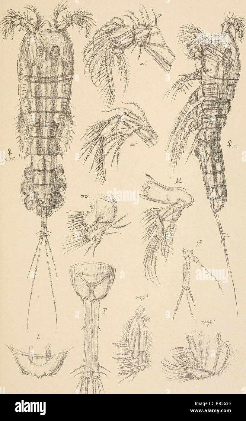 . An account of the Crustacea of Norway, with short descriptions and figures of all the species. Crustacea -- Norway. CerviniidaB Copepoda Harpacticoida PlXtt. 6.0. SaTS autogr. Tryktiden private Opwaaling,Chra Cerviniopsis clavicornis, - G 0 Sars. Please note that these images are extracted from scanned page images that may have been digitally enhanced for readability - coloration and appearance of these illustrations may not perfectly resemble the original work.. Sars, G. O. (Georg Ossian), 1837-1927. Christiania, Copenhagen, A. Cammermeyer Stock Photo