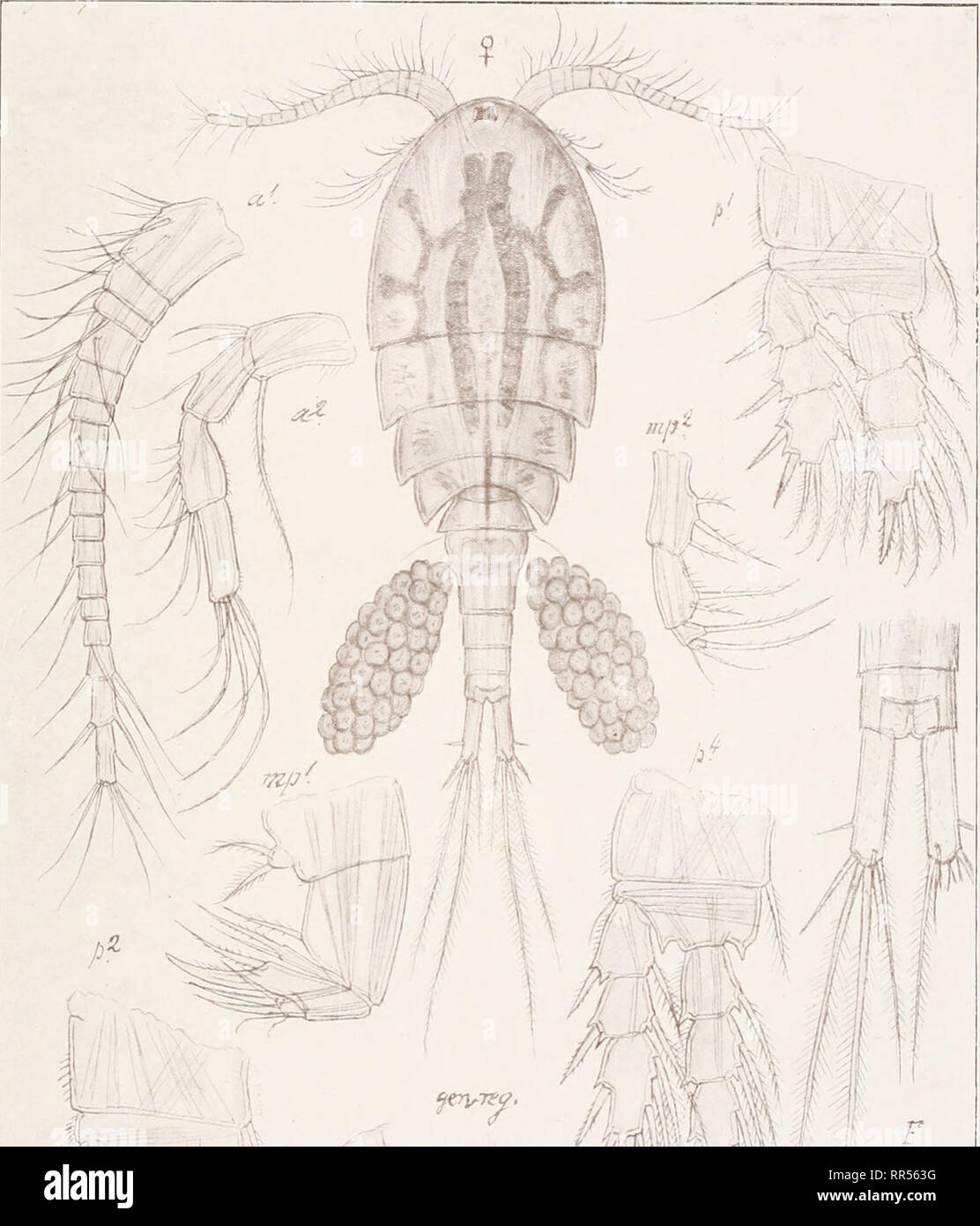 . An account of the Crustacea of Norway, with short descriptions and figures of all the species. Crustacea -- Norway. Cyclopidae. Copepoda Cyclopoida. PI. XXII. / I. — 'f LJ. Please note that these images are extracted from scanned page images that may have been digitally enhanced for readability - coloration and appearance of these illustrations may not perfectly resemble the original work.. Sars, G. O. (Georg Ossian), 1837-1927. Christiania, Copenhagen, A. Cammermeyer Stock Photo