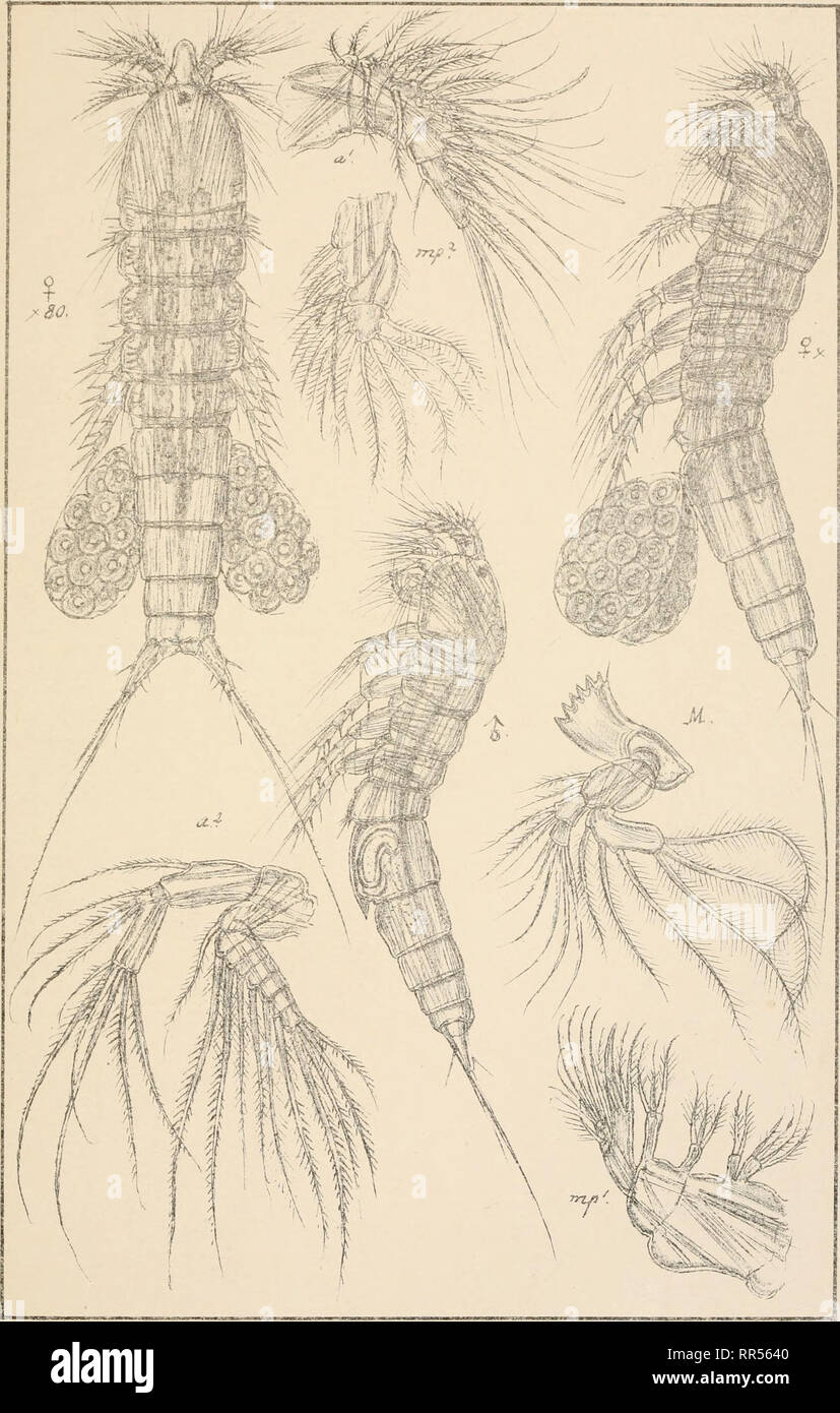 . An account of the Crustacea of Norway, with short descriptions and figures of all the species. Crustacea -- Norway. Longipediidas Copepoda Harpacticoida P1.W x-. ;- /. 6.0. Sars avitogr. Canueila perpiexa, Scott. Tryktiden privale Opmaaling.Chra. Please note that these images are extracted from scanned page images that may have been digitally enhanced for readability - coloration and appearance of these illustrations may not perfectly resemble the original work.. Sars, G. O. (Georg Ossian), 1837-1927. Christiania, Copenhagen, A. Cammermeyer Stock Photo