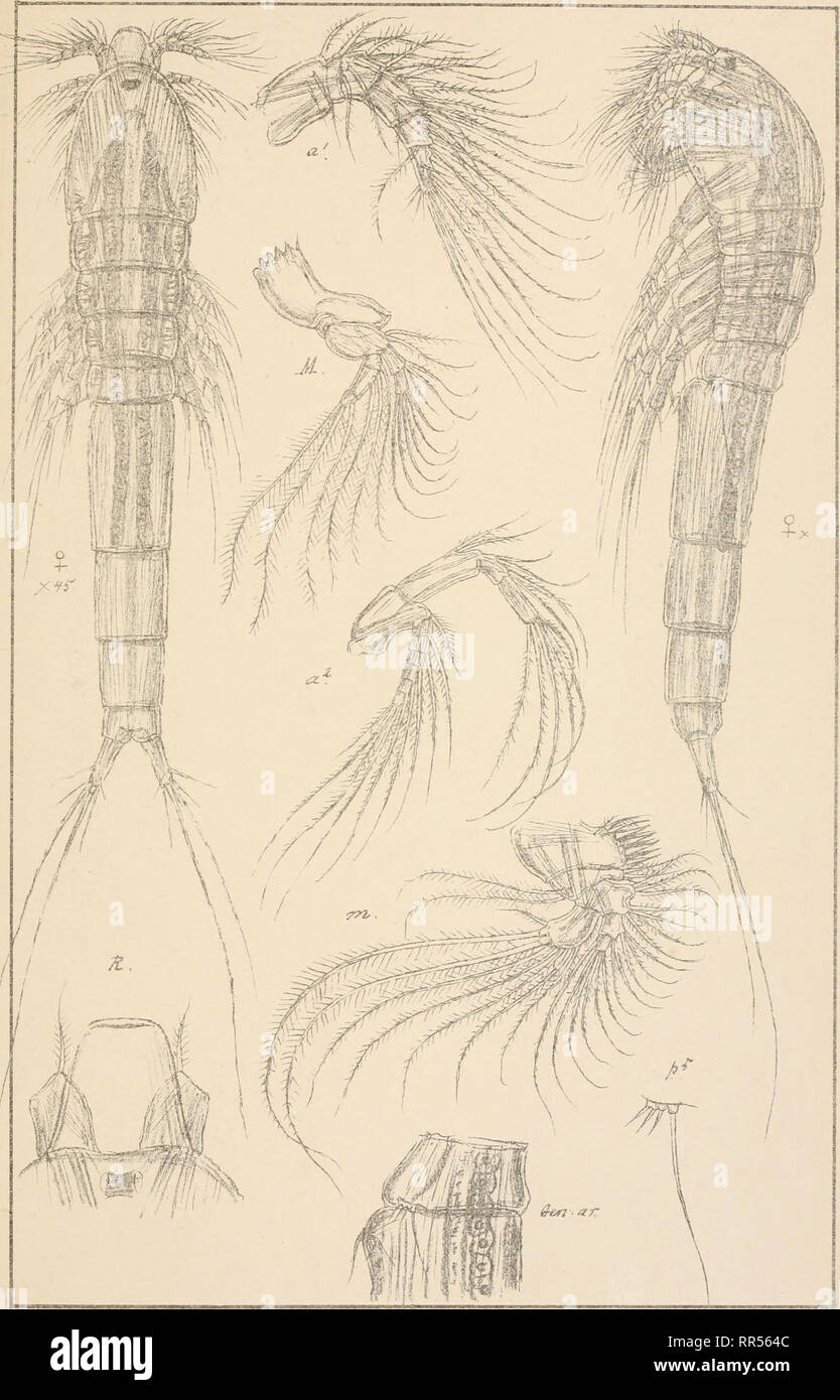 . An account of the Crustacea of Norway, with short descriptions and figures of all the species. Crustacea -- Norway. Longipediidae Copepoda Harpacticoida pirn.. G 0 Sars autogr Sunaristes paguri, Hesse Trykriden private Opmaaltng.Chra. Please note that these images are extracted from scanned page images that may have been digitally enhanced for readability - coloration and appearance of these illustrations may not perfectly resemble the original work.. Sars, G. O. (Georg Ossian), 1837-1927. Christiania, Copenhagen, A. Cammermeyer Stock Photo