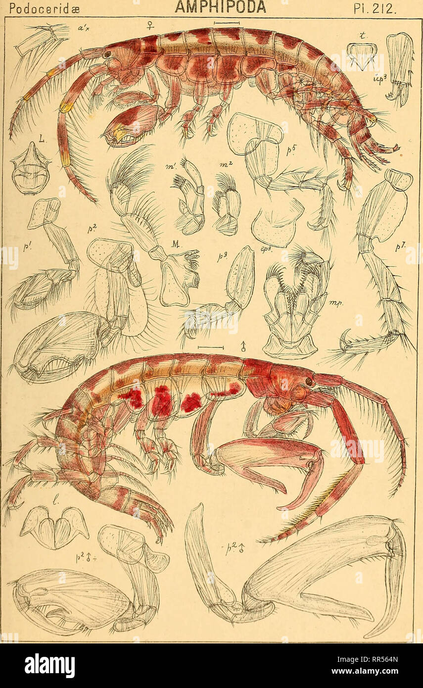 . An account of the Crustacea of Norway, with short descriptions and figures of all the species. Crustacea. PodocerrdaB. Pi.212.. G.O.Sars auto^r Pe(iGee4:vs falcatus, (Moni).. Please note that these images are extracted from scanned page images that may have been digitally enhanced for readability - coloration and appearance of these illustrations may not perfectly resemble the original work.. Sars, G. O. (Georg Ossian), 1837-1927. Christiania, Copenhagen, A. Cammermeyer Stock Photo