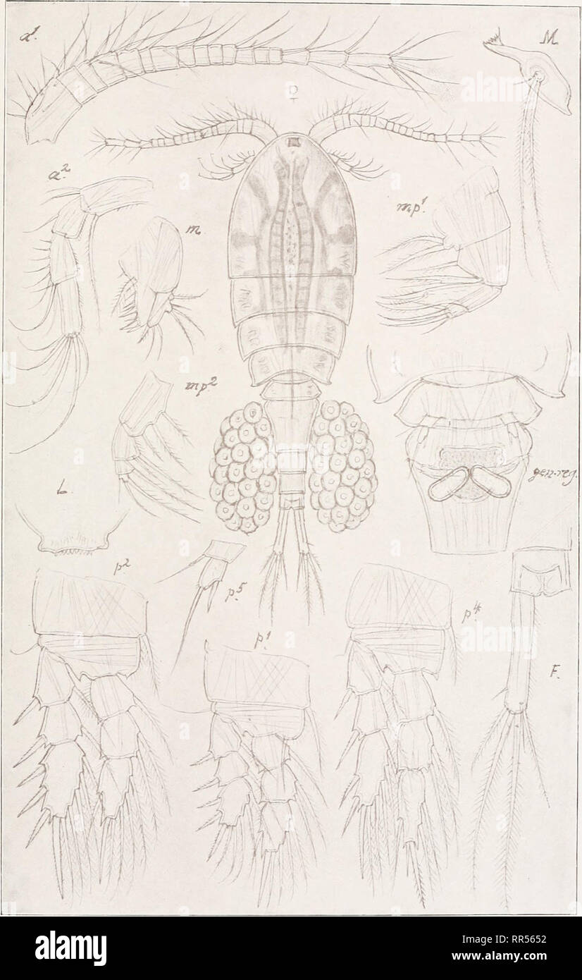 . An account of the Crustacea of Norway, with short descriptions and figures of all the species. Crustacea -- Norway. Cyclopidae. Copepoda Cyclopoida. PI. XVI. i. G. O. Bars, del. Cyclops strenuus, Fischer.. Please note that these images are extracted from scanned page images that may have been digitally enhanced for readability - coloration and appearance of these illustrations may not perfectly resemble the original work.. Sars, G. O. (Georg Ossian), 1837-1927. Christiania, Copenhagen, A. Cammermeyer Stock Photo