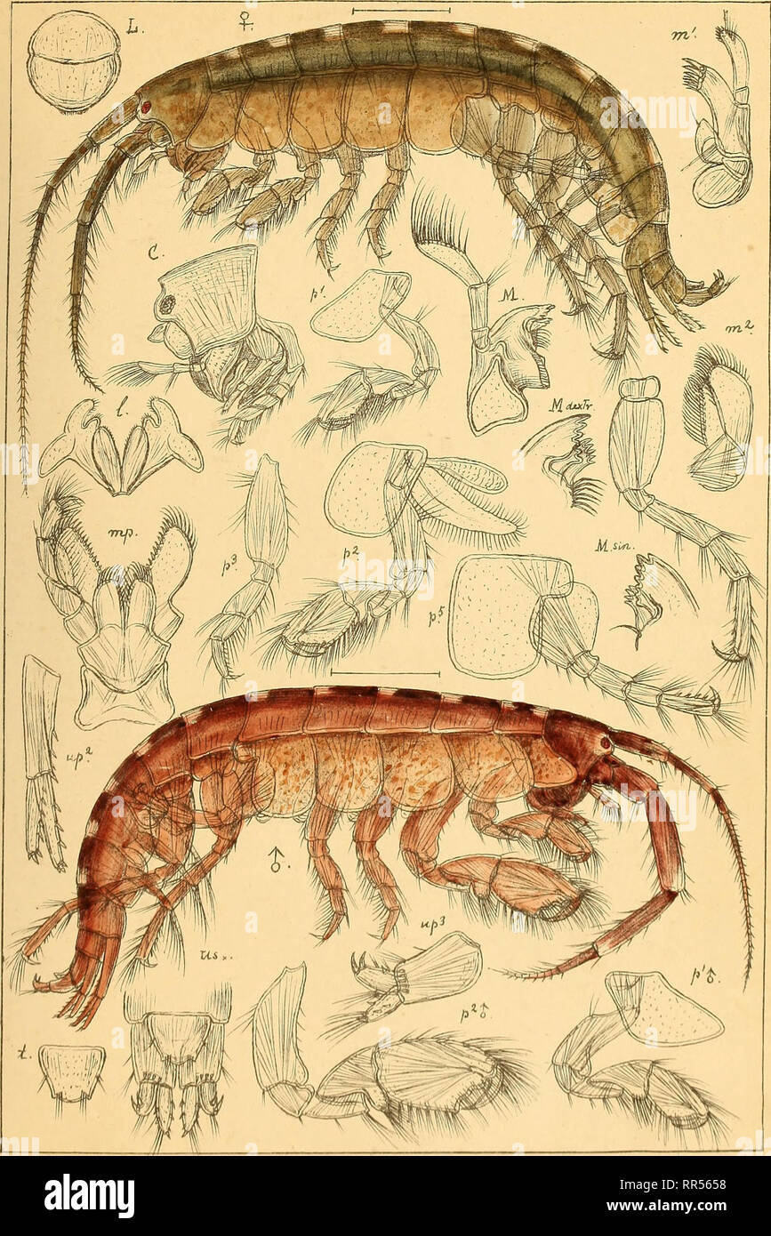 . An account of the Crustacea of Norway, with short descriptions and figures of all the species. Crustacea. Podocerfdae AMPHiPODA PI.206,. GO. Sars autotr. . •,, .. , ? , /,. . ° Amphithoe rubncata, (Ivlont.). Please note that these images are extracted from scanned page images that may have been digitally enhanced for readability - coloration and appearance of these illustrations may not perfectly resemble the original work.. Sars, G. O. (Georg Ossian), 1837-1927. Christiania, Copenhagen, A. Cammermeyer Stock Photo
