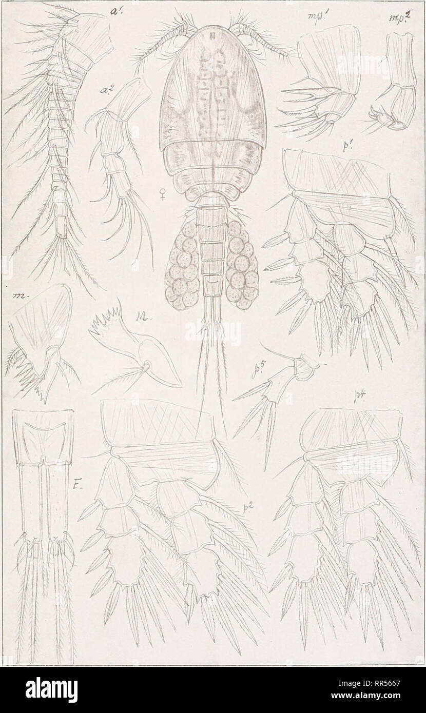. An account of the Crustacea of Norway, with short descriptions and figures of all the species. Crustacea -- Norway. Cyclopidse. Copepoda Cyclopoida. PI. XIV.. G. O. Sars, del. Euryte curticornis, G. O. Sars.. Please note that these images are extracted from scanned page images that may have been digitally enhanced for readability - coloration and appearance of these illustrations may not perfectly resemble the original work.. Sars, G. O. (Georg Ossian), 1837-1927. Christiania, Copenhagen, A. Cammermeyer Stock Photo