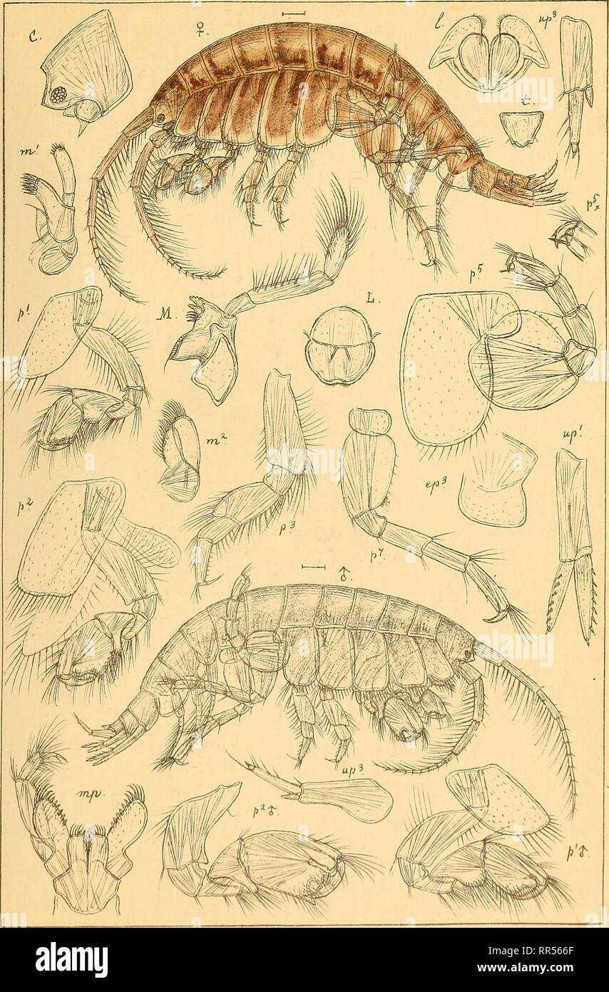 . An account of the Crustacea of Norway, with short descriptions and figures of all the species. Crustacea. Photidas. AMPHIPODA PI.202.. G.OSars auto^r. Photis Reinhardi, Krbyer.. Please note that these images are extracted from scanned page images that may have been digitally enhanced for readability - coloration and appearance of these illustrations may not perfectly resemble the original work.. Sars, G. O. (Georg Ossian), 1837-1927. Christiania, Copenhagen, A. Cammermeyer Stock Photo