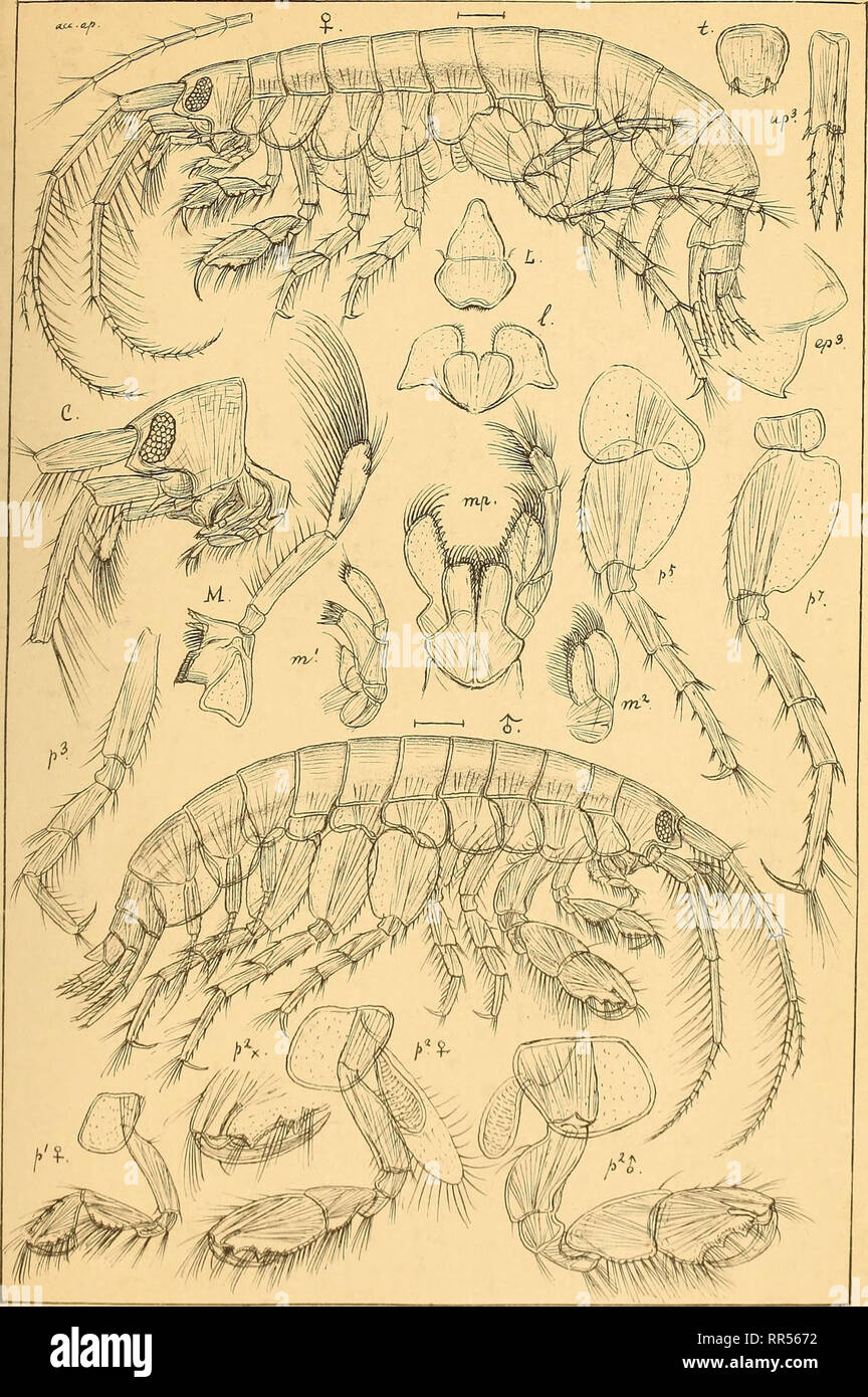 . An account of the Crustacea of Norway, with short descriptions and figures of all the species. Crustacea. Photids. AMPHIPODA PI.198.. I , Q 0 Sars auop^r Gammaropsis erythrophthaima,(LillJGborg;. Please note that these images are extracted from scanned page images that may have been digitally enhanced for readability - coloration and appearance of these illustrations may not perfectly resemble the original work.. Sars, G. O. (Georg Ossian), 1837-1927. Christiania, Copenhagen, A. Cammermeyer Stock Photo