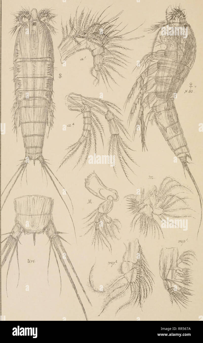 . An account of the Crustacea of Norway, with short descriptions and figures of all the species. Crustacea -- Norway. Longipediidae Copepoda Harpaciicoida P1I.. G.O. SaTS autogr. frykti den private Qpmaating Chra Longipedia coronata; Glaus. Please note that these images are extracted from scanned page images that may have been digitally enhanced for readability - coloration and appearance of these illustrations may not perfectly resemble the original work.. Sars, G. O. (Georg Ossian), 1837-1927. Christiania, Copenhagen, A. Cammermeyer Stock Photo