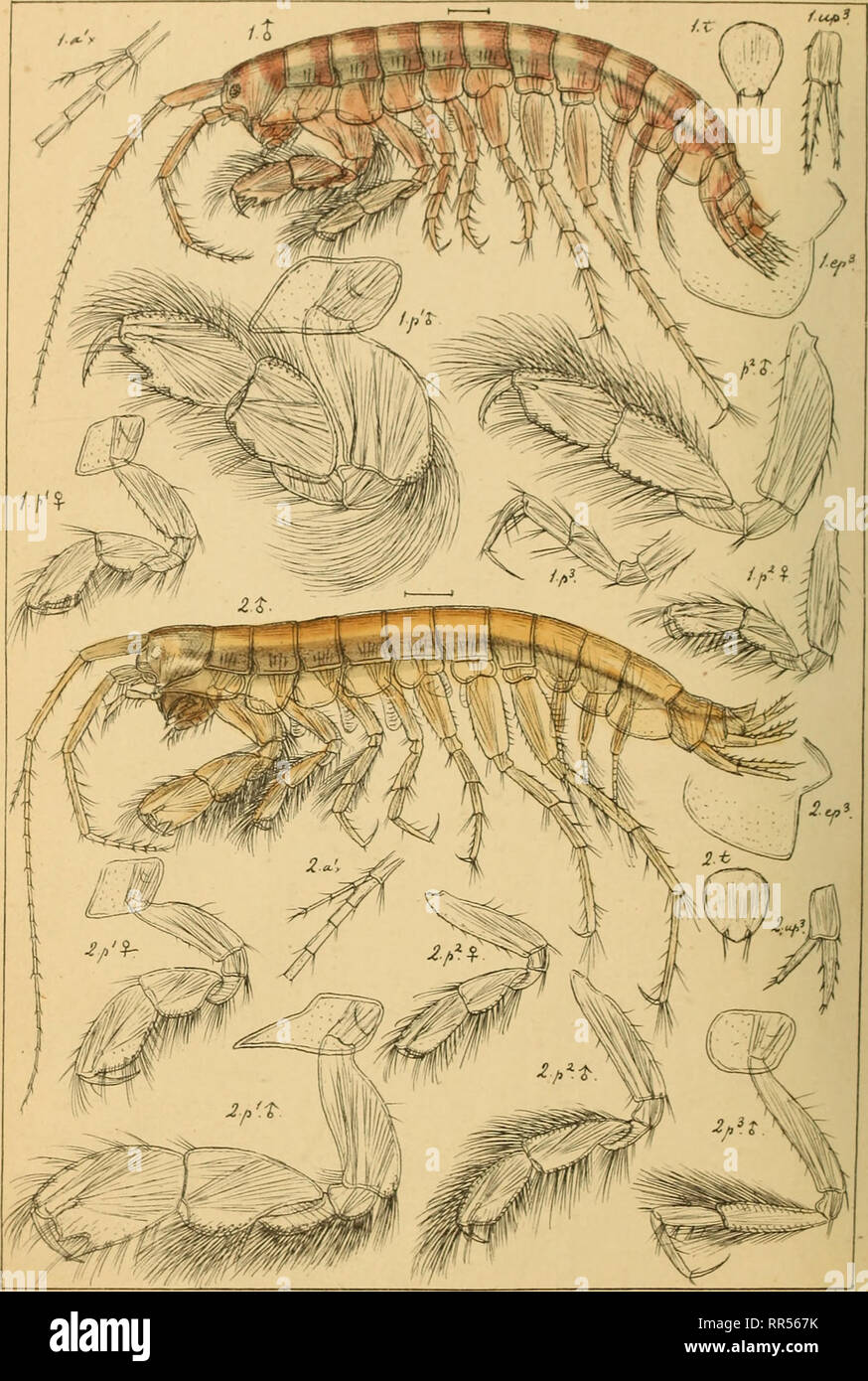. An account of the Crustacea of Norway, with short descriptions and figures of all the species. Crustacea. Photidae. AMPHIPODA PI.195.. G.QSars auto^r. 1. Autonoe longipes,(Lilljeborg). 2. Autonoe meqachcirAG.O.Sars.) 7i.. Please note that these images are extracted from scanned page images that may have been digitally enhanced for readability - coloration and appearance of these illustrations may not perfectly resemble the original work.. Sars, G. O. (Georg Ossian), 1837-1927. Christiania, Copenhagen, A. Cammermeyer Stock Photo