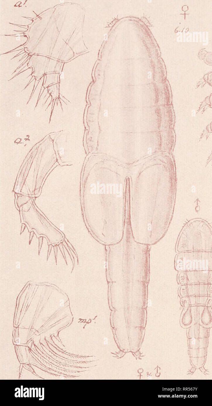 . An account of the Crustacea of Norway, with short descriptions and figures of all the species. Crustacea -- Norway. Botryllophilidae Copepoda Notodelphyoida PI. XXXIV. G. O. Sars del. Schizoproctus inflatus, Auriv.. Please note that these images are extracted from scanned page images that may have been digitally enhanced for readability - coloration and appearance of these illustrations may not perfectly resemble the original work.. Sars, G. O. (Georg Ossian), 1837-1927. Christiania, Copenhagen, A. Cammermeyer Stock Photo