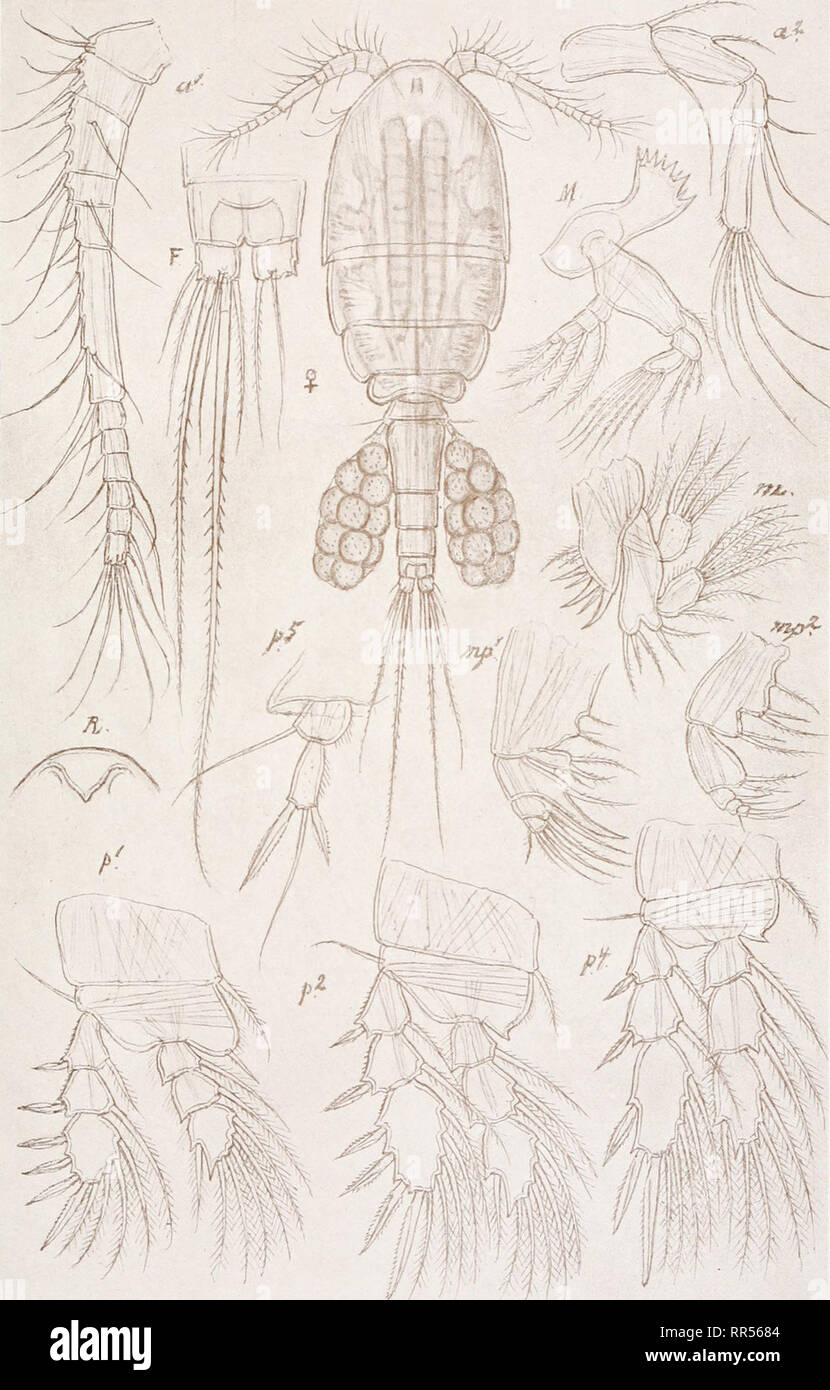 . An account of the Crustacea of Norway, with short descriptions and figures of all the species. Crustacea -- Norway. Cyclopinidse. Copepoda Cyclopoida. PL VI.. G. O. Sars, del. Cyclopina brevifurea, G. O. Sars.. Please note that these images are extracted from scanned page images that may have been digitally enhanced for readability - coloration and appearance of these illustrations may not perfectly resemble the original work.. Sars, G. O. (Georg Ossian), 1837-1927. Christiania, Copenhagen, A. Cammermeyer Stock Photo