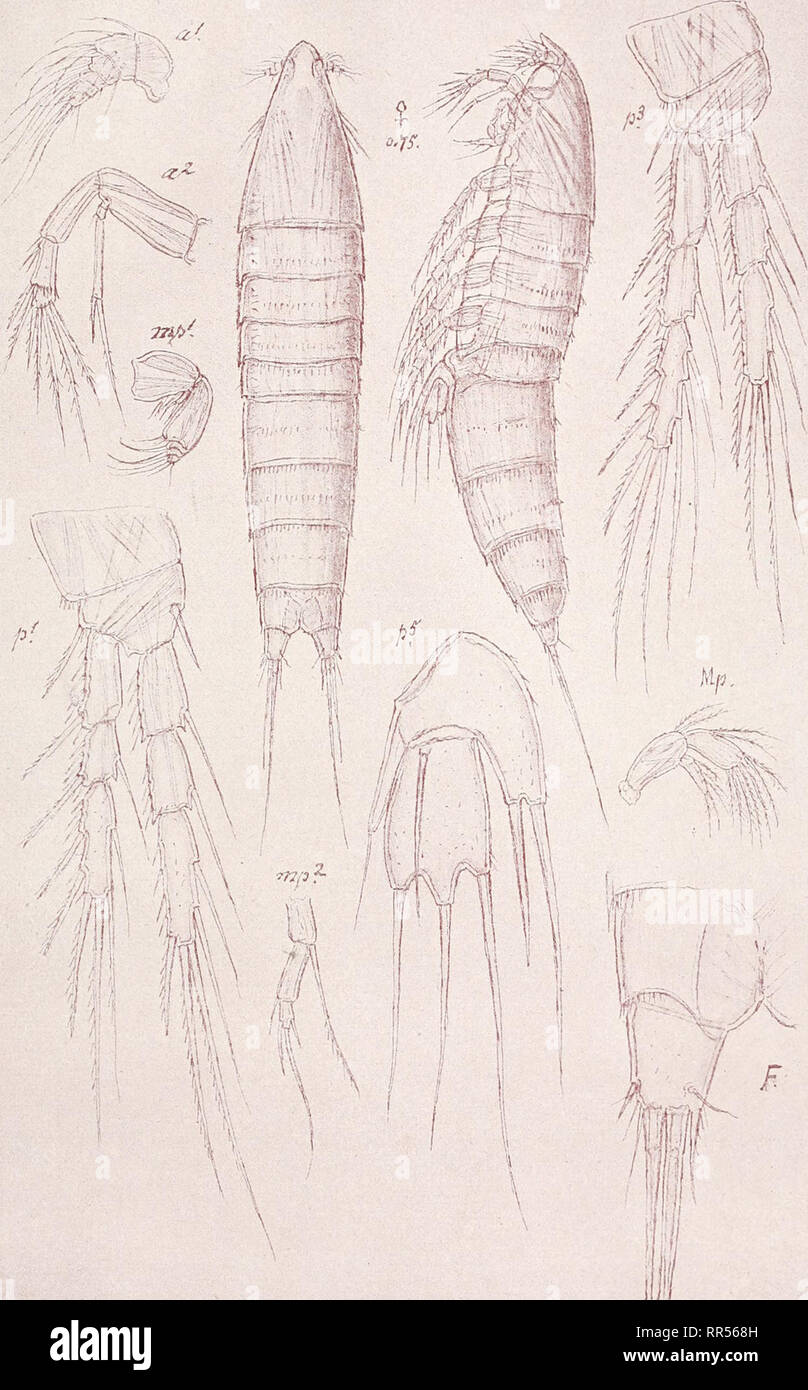. An account of the Crustacea of Norway, with short descriptions and figures of all the species. Crustacea -- Norway. Ectinosomidae Copepoda Suppl. Volume PI. XXI V / //. i. G. O. Sars, del. Pseudobradya scabriuscula, G- 0. Sars. Please note that these images are extracted from scanned page images that may have been digitally enhanced for readability - coloration and appearance of these illustrations may not perfectly resemble the original work.. Sars, G. O. (Georg Ossian), 1837-1927. Christiania, Copenhagen, A. Cammermeyer Stock Photo