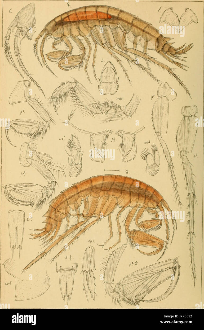 . An account of the Crustacea of Norway, with short descriptions and figures of all the species. Crustacea. Gammandae. AMPHIPODA PI. 189,. -? 0.Sars auto^r LilXjeborqia fissicornis, (M.Sars).. Please note that these images are extracted from scanned page images that may have been digitally enhanced for readability - coloration and appearance of these illustrations may not perfectly resemble the original work.. Sars, G. O. (Georg Ossian), 1837-1927. Christiania, Copenhagen, A. Cammermeyer Stock Photo