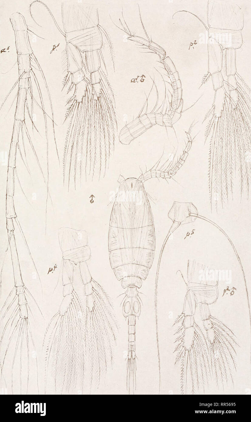 . An account of the Crustacea of Norway, with short descriptions and figures of all the species. Crustacea -- Norway. Oithonidae. Copepoda Cyclopoida. PL II.. G. O. Sars, del. Oithona spinirostris, Claus. (Continued).. Please note that these images are extracted from scanned page images that may have been digitally enhanced for readability - coloration and appearance of these illustrations may not perfectly resemble the original work.. Sars, G. O. (Georg Ossian), 1837-1927. Christiania, Copenhagen, A. Cammermeyer Stock Photo
