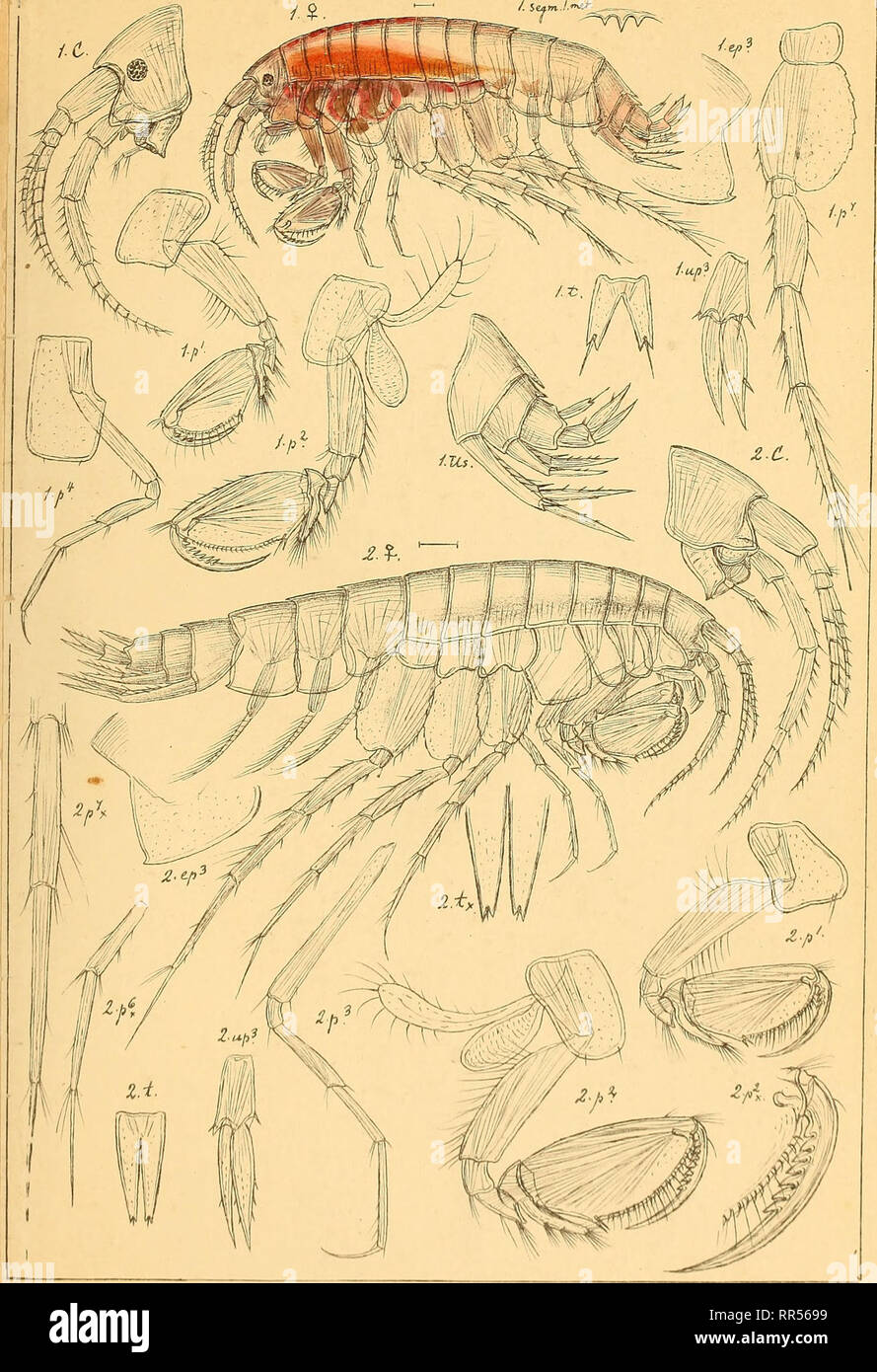 . An account of the Crustacea of Norway, with short descriptions and figures of all the species. Crustacea. Gammaridffi PM88,. ^^ ^g&lt;^- I Lilljeborgia Kinahani, (Sp,Bate). 2. Lilljeborgia macronyXj n.sp.. Please note that these images are extracted from scanned page images that may have been digitally enhanced for readability - coloration and appearance of these illustrations may not perfectly resemble the original work.. Sars, G. O. (Georg Ossian), 1837-1927. Christiania, Copenhagen, A. Cammermeyer Stock Photo