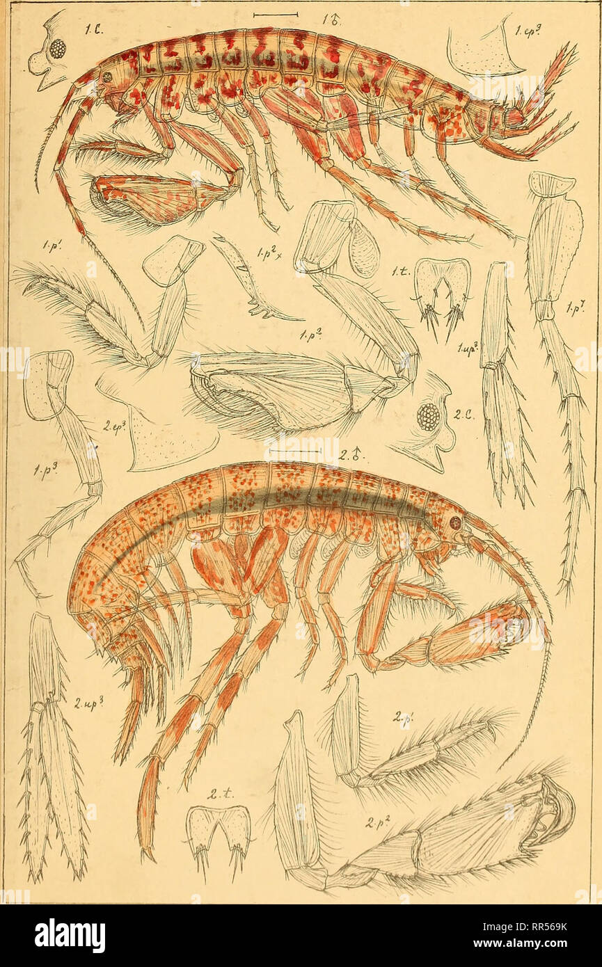 . An account of the Crustacea of Norway, with short descriptions and figures of all the species. Crustacea. Gammaridae. AMPHIPODA PI. 186.. G.O,Sars autoir. ? ni • i • i i. ° I. Lneirocratus inTermenius^n.sp. 2.Cheirocra+us assimilis,(Lilljeb).. Please note that these images are extracted from scanned page images that may have been digitally enhanced for readability - coloration and appearance of these illustrations may not perfectly resemble the original work.. Sars, G. O. (Georg Ossian), 1837-1927. Christiania, Copenhagen, A. Cammermeyer Stock Photo