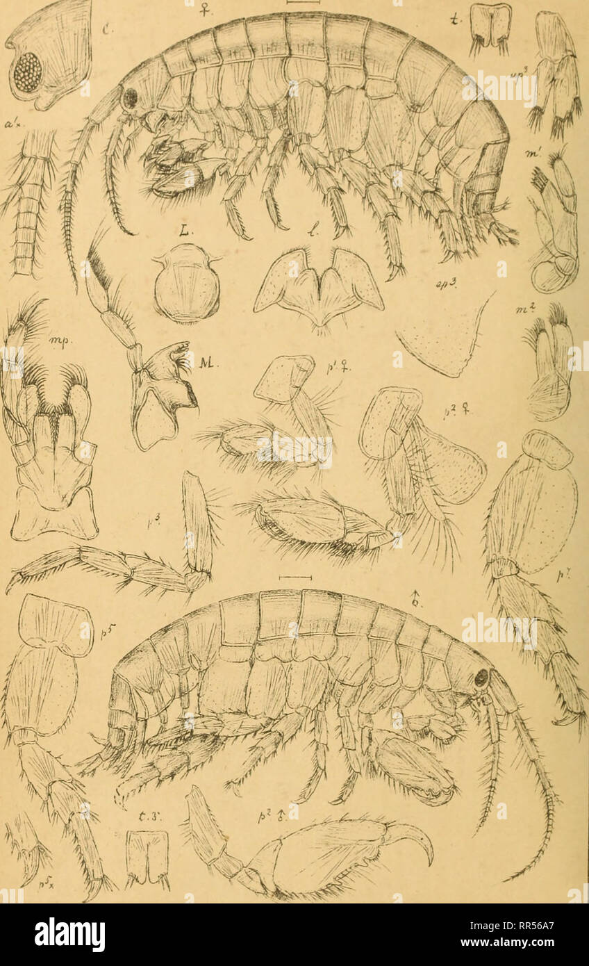 . An account of the Crustacea of Norway, with short descriptions and figures of all the species. Crustacea. Gam ma rid ae AMPHIPODA PI. 183,. G 0 Sars auto^r. El as mop us rcipax,4-MEdw:)T. Please note that these images are extracted from scanned page images that may have been digitally enhanced for readability - coloration and appearance of these illustrations may not perfectly resemble the original work.. Sars, G. O. (Georg Ossian), 1837-1927. Christiania, Copenhagen, A. Cammermeyer Stock Photo