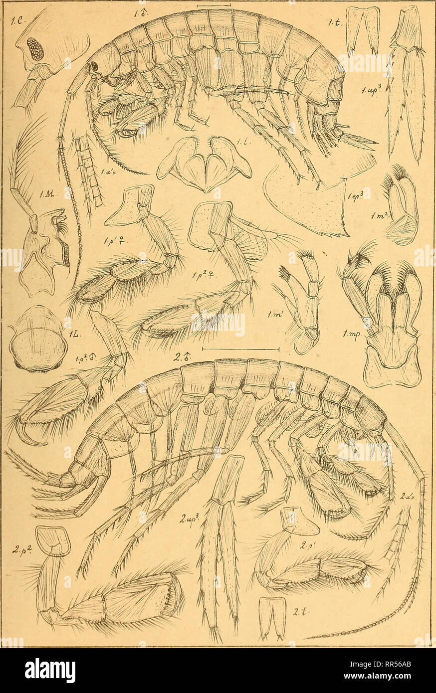 . An account of the Crustacea of Norway, with short descriptions and figures of all the species. Crustacea. Gammaridae. AMPHIPODA PI. 182. * I. Maera Othonis, ( M-Edw.) Z.Maers Loveni, (Bruzol.). Please note that these images are extracted from scanned page images that may have been digitally enhanced for readability - coloration and appearance of these illustrations may not perfectly resemble the original work.. Sars, G. O. (Georg Ossian), 1837-1927. Christiania, Copenhagen, A. Cammermeyer Stock Photo