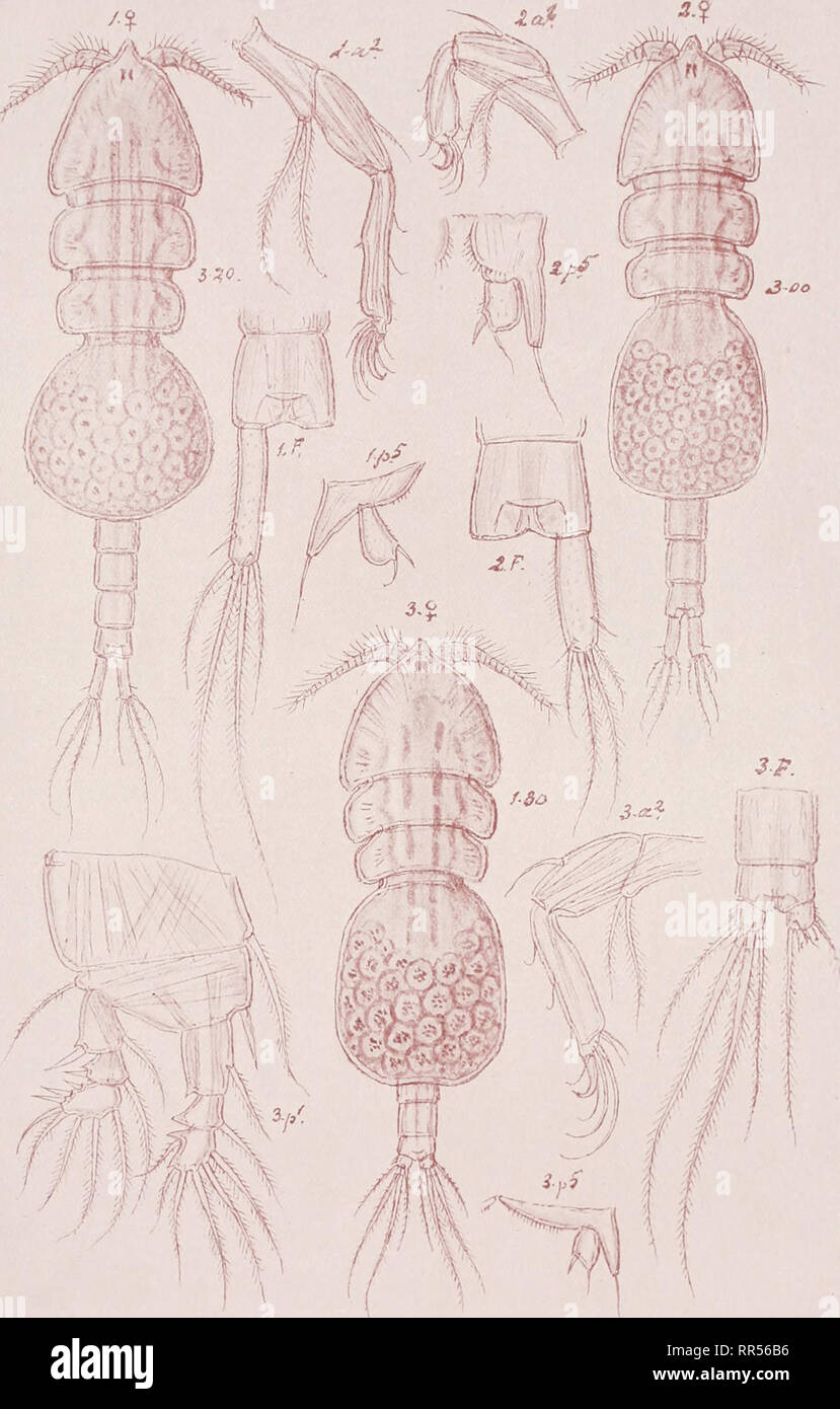. An account of the Crustacea of Norway, with short descriptions and figures of all the species. Crustacea -- Norway. Notodelphyidas Copepoda Notodelphyoida PI. XVIII. G. O. Sars del. 1. Notodelphys tenera, Thorell 2. ,, elegans, Thorell 3- ,, prasina, Thorell. Please note that these images are extracted from scanned page images that may have been digitally enhanced for readability - coloration and appearance of these illustrations may not perfectly resemble the original work.. Sars, G. O. (Georg Ossian), 1837-1927. Christiania, Copenhagen, A. Cammermeyer Stock Photo
